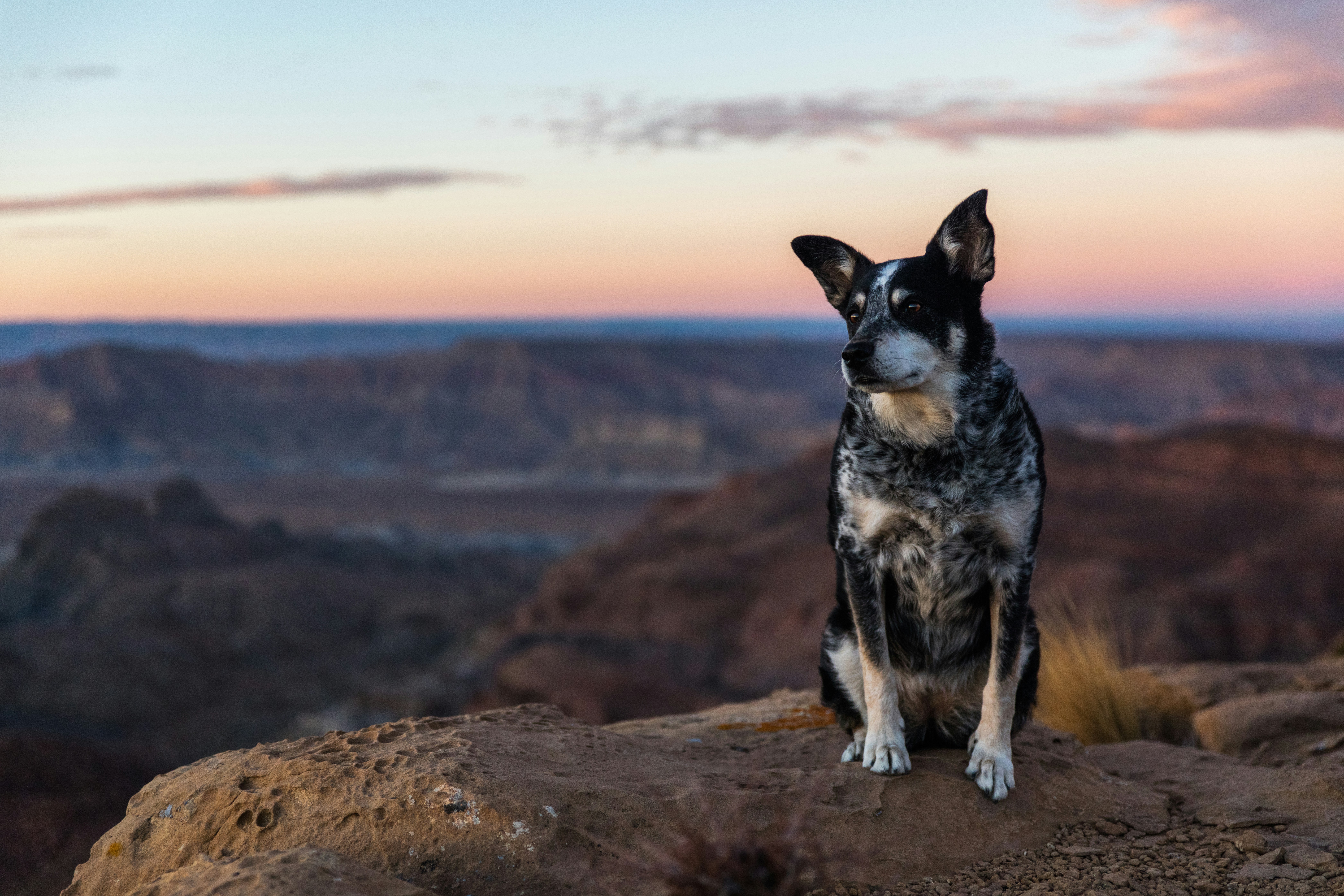 10 USA Pet Relocation Requirements by State