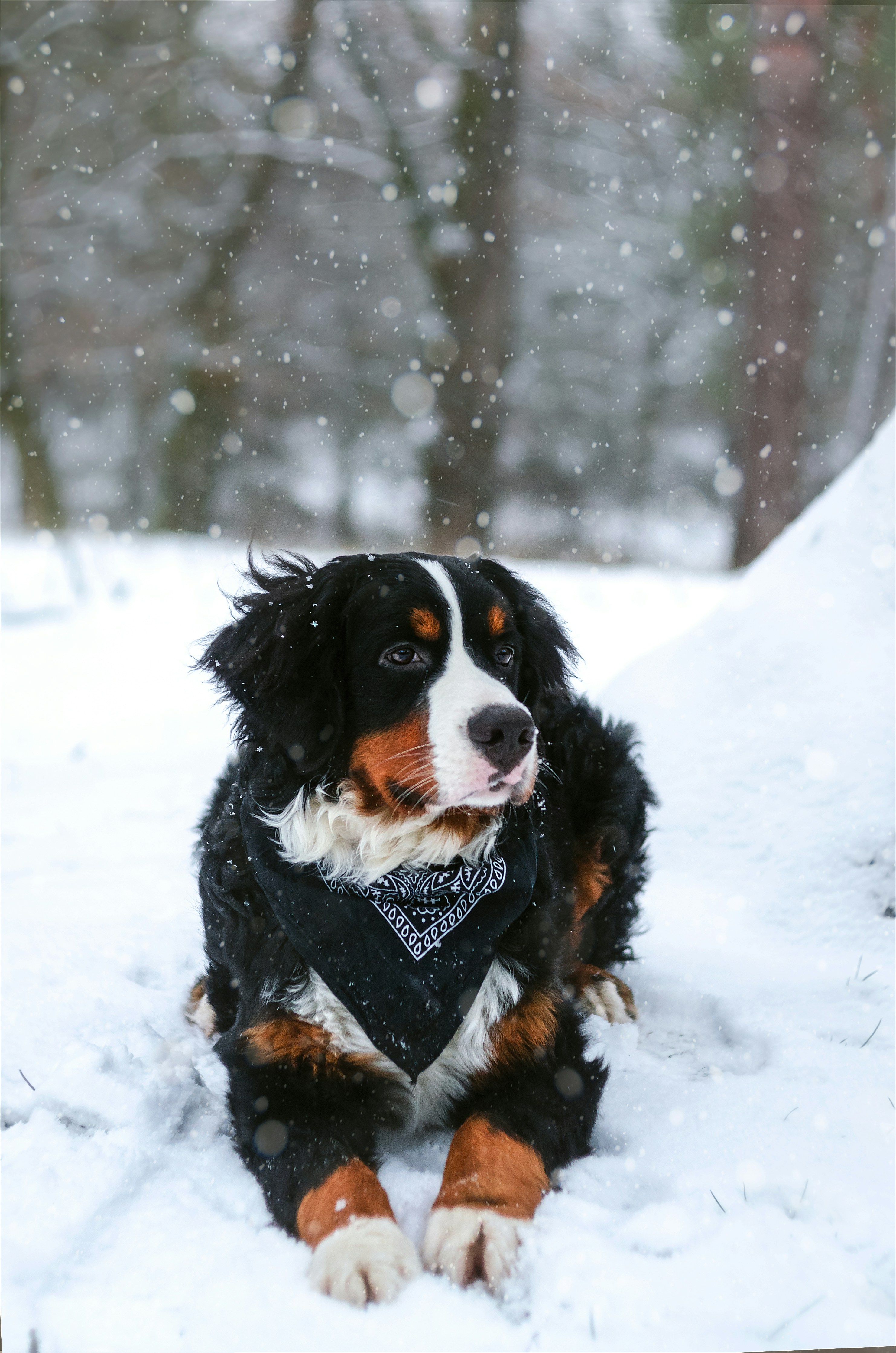 Bernese Mountain Dog Names Top Dog Names