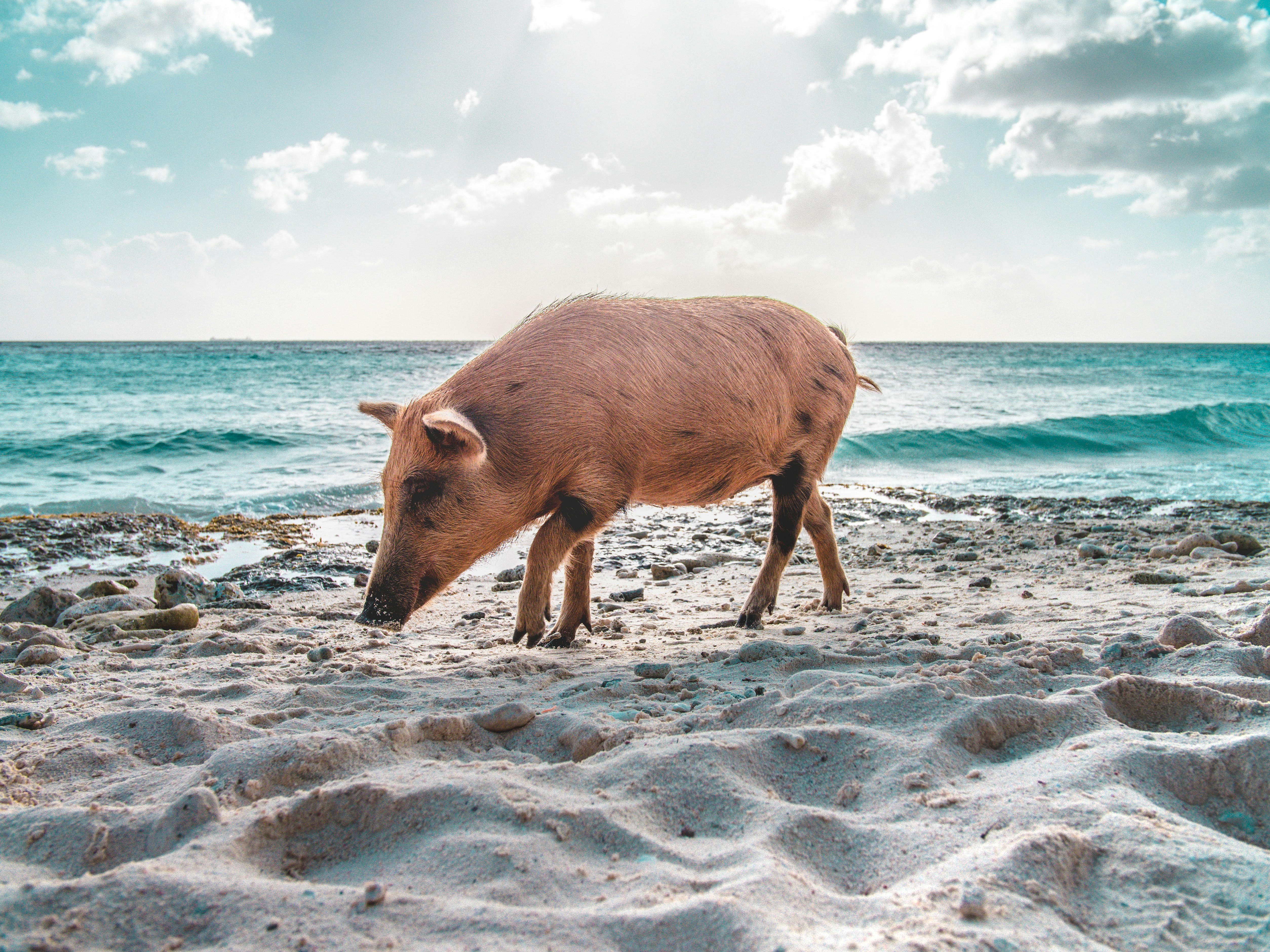 Pig Beach Pictures Download Free Images on Unsplash