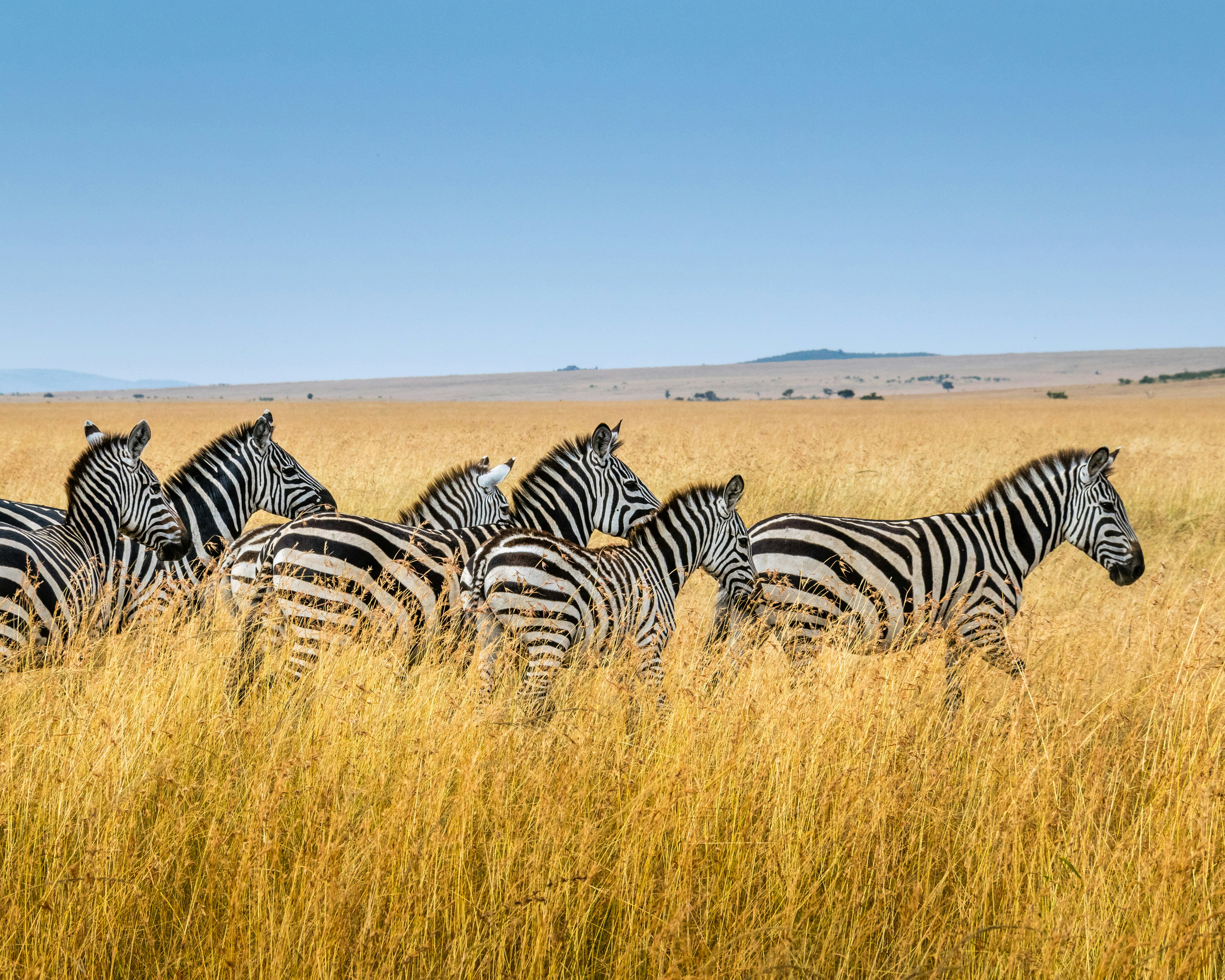 Urgent Action Needed Protecting Endangered Species