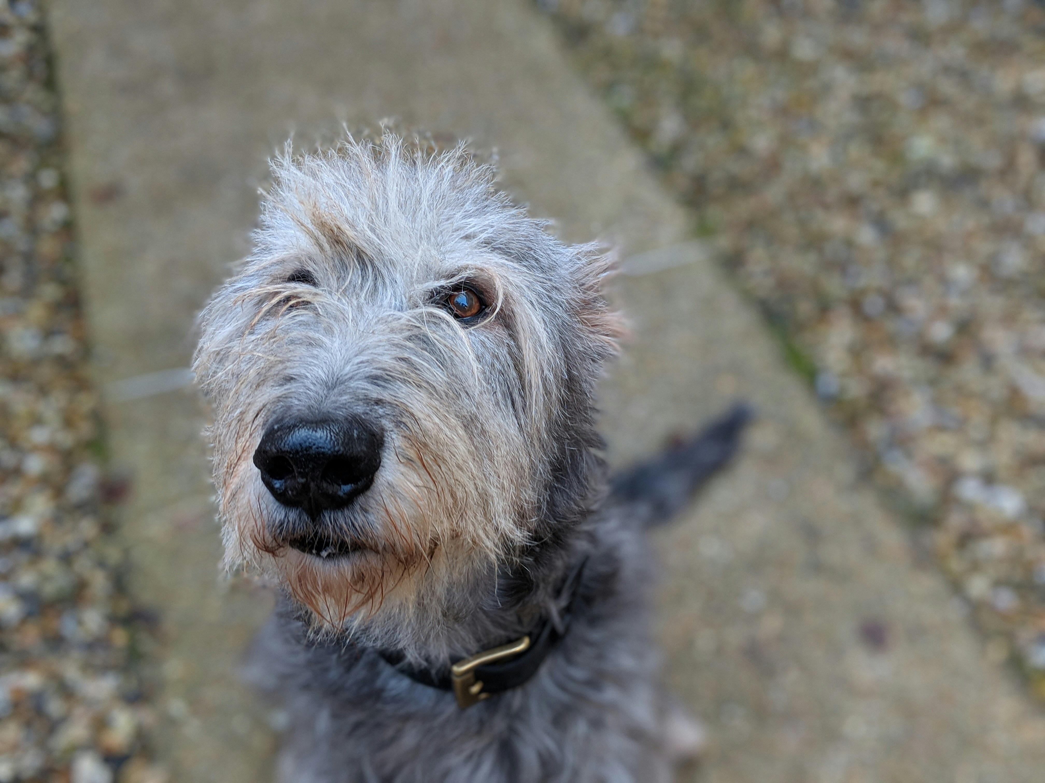 Irish Wolfhound Pictures Download Free Images on Unsplash
