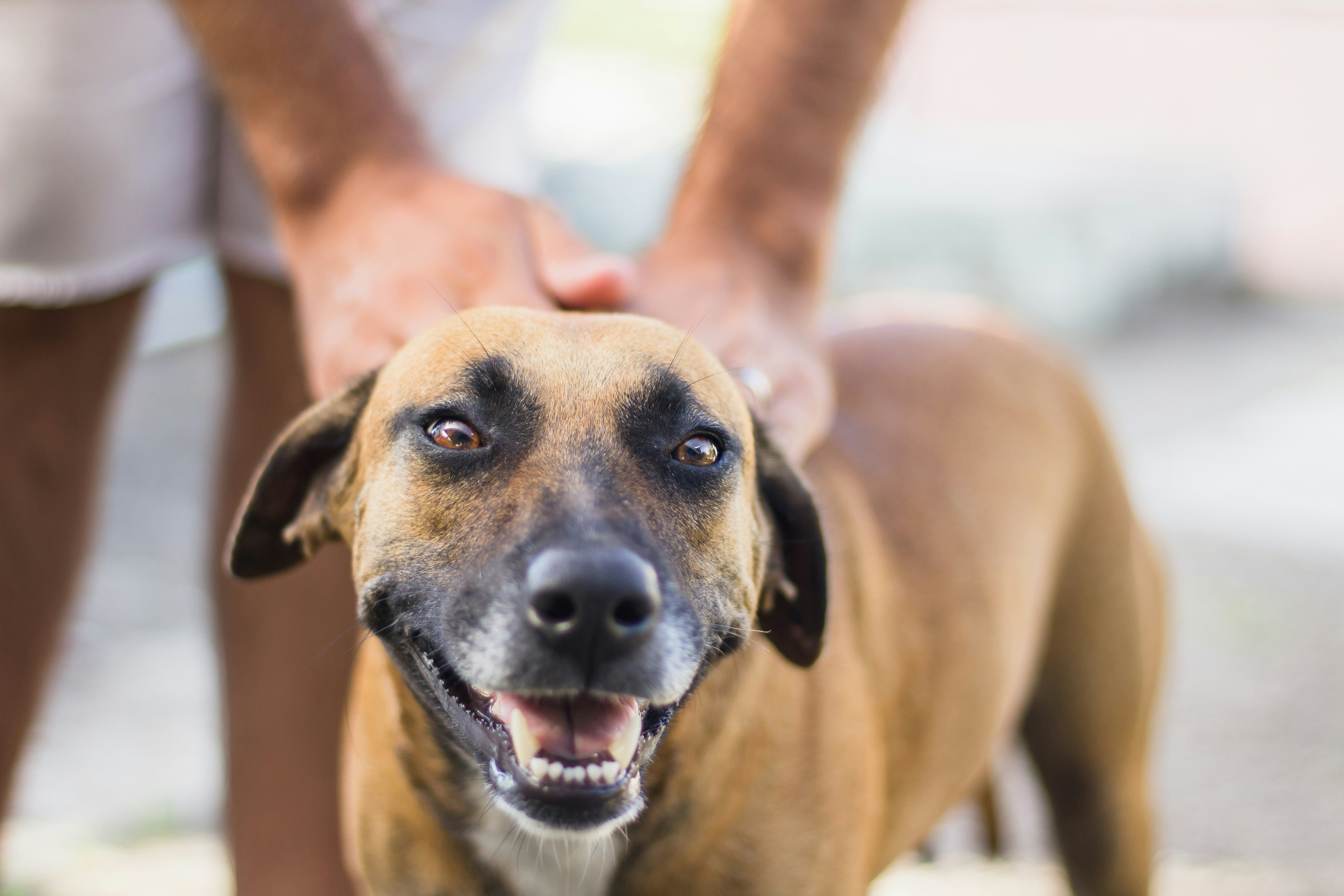 How Can You Start Dog Obedience Training?