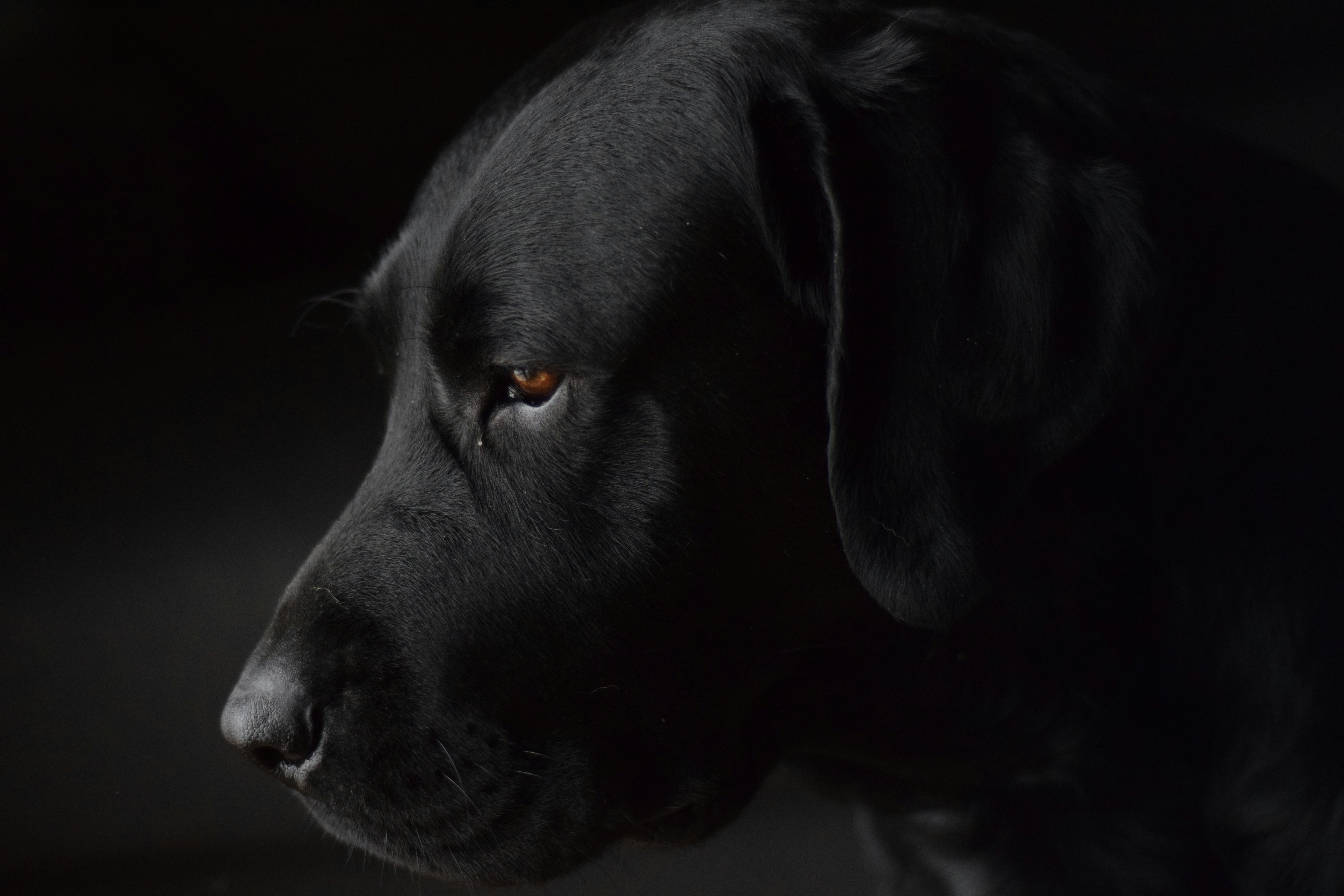 Dog Black Pictures Download Free Images on Unsplash