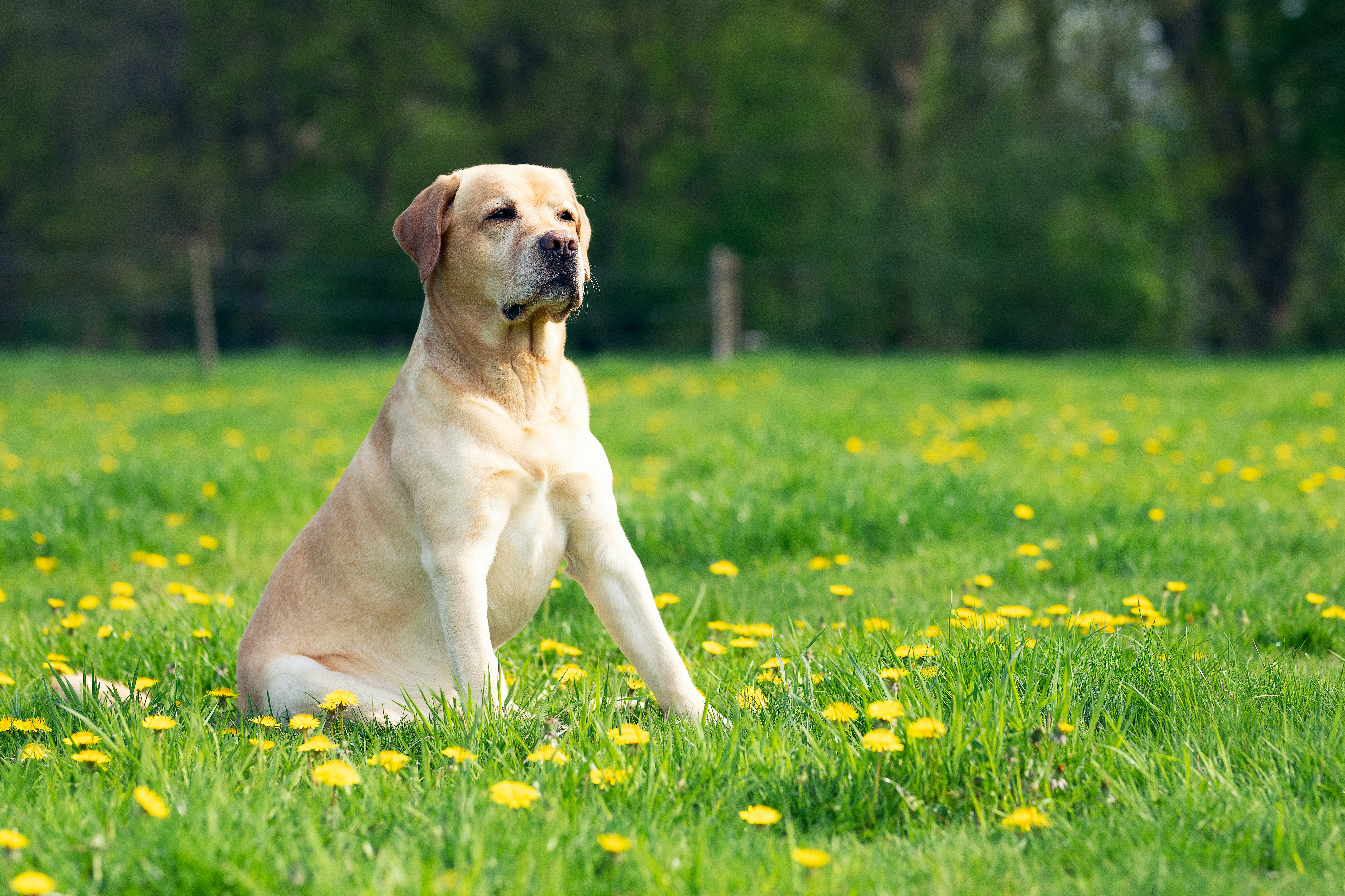 Labrador Shedding 101 What to Expect and How to Manage It