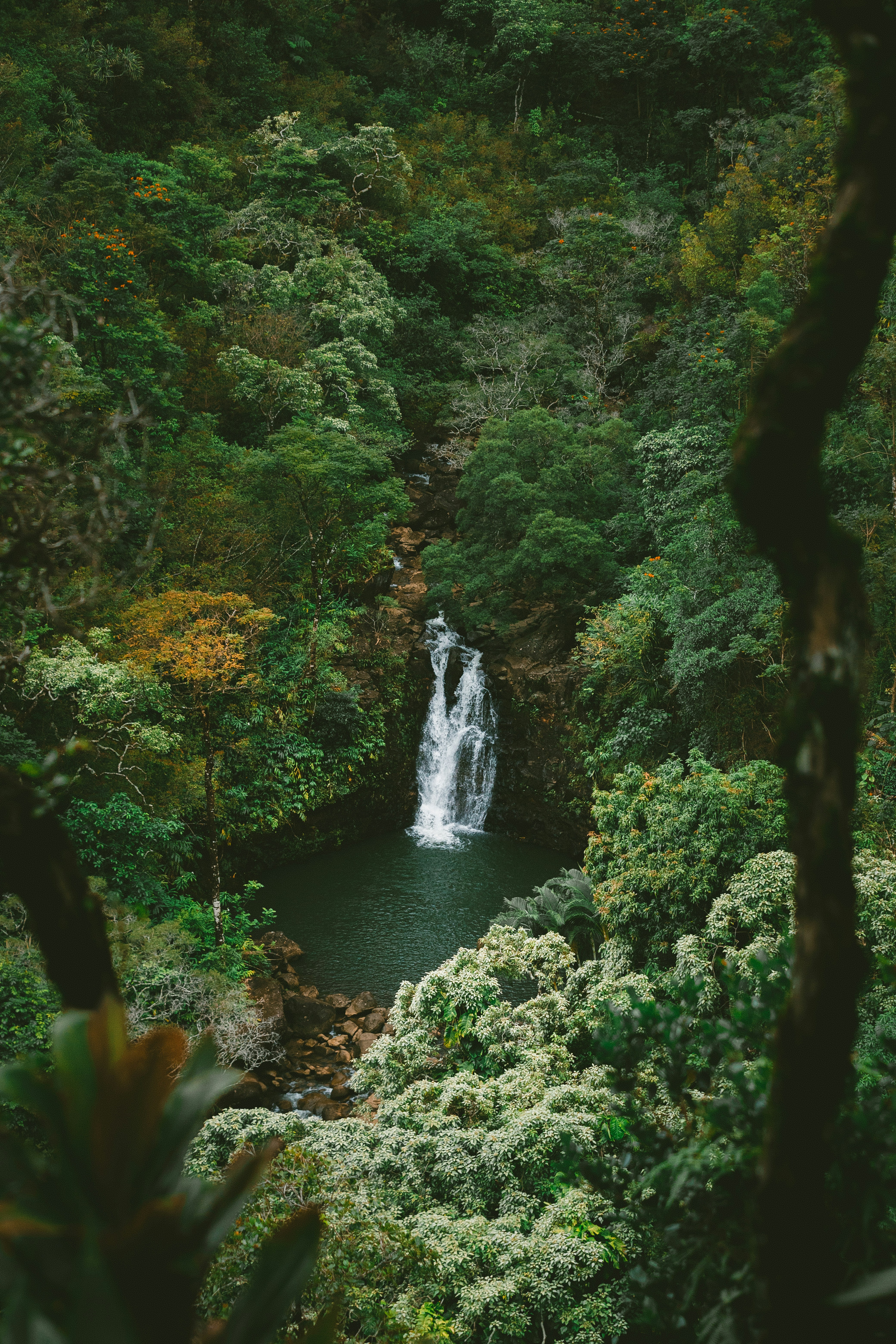 Alam | 100+ Best Free Alam, Forest, Outdoor And Plant Photos On Unsplash 1500_X_1000_jpg