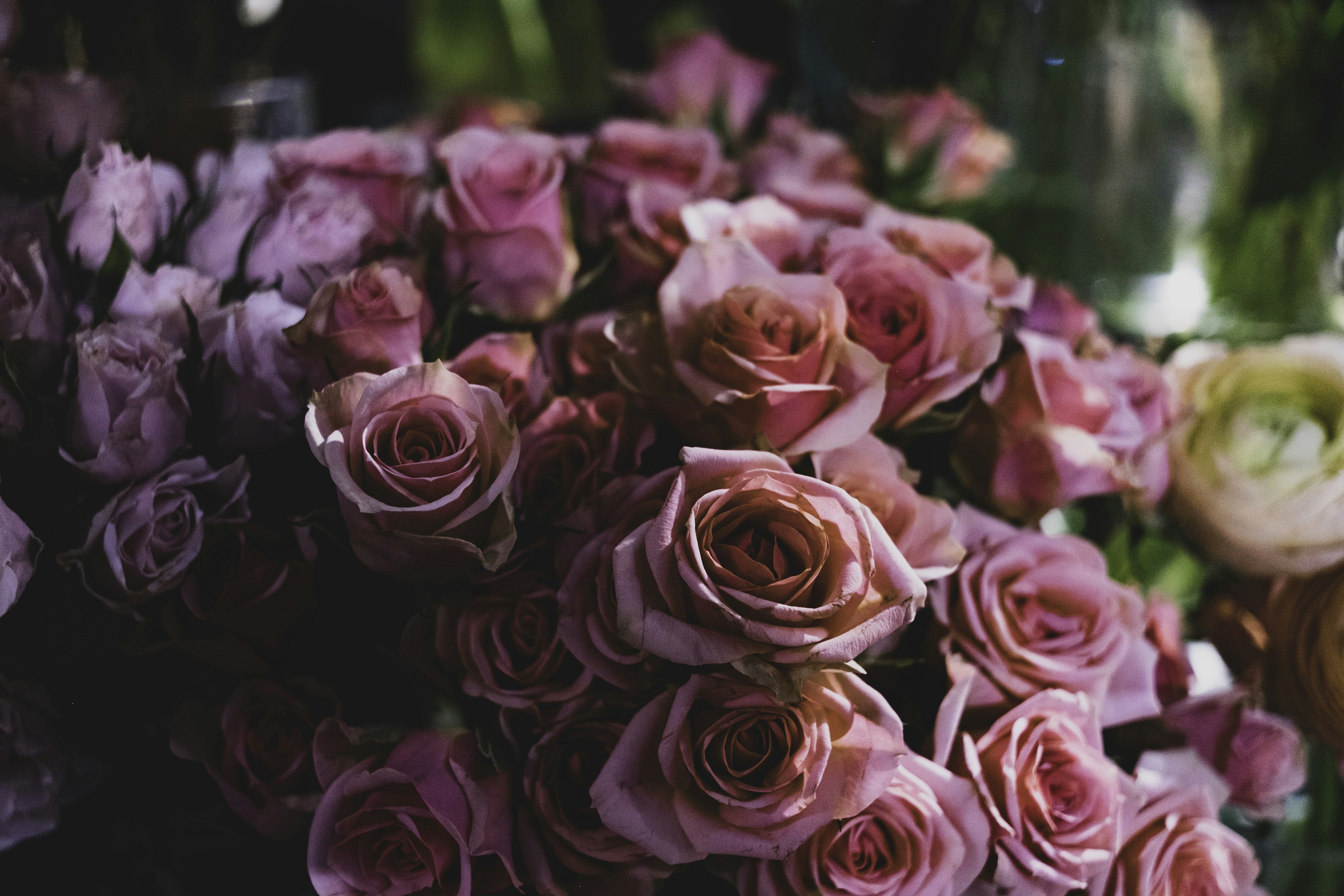 pink rose flowers photo Free Rose Image on Unsplash