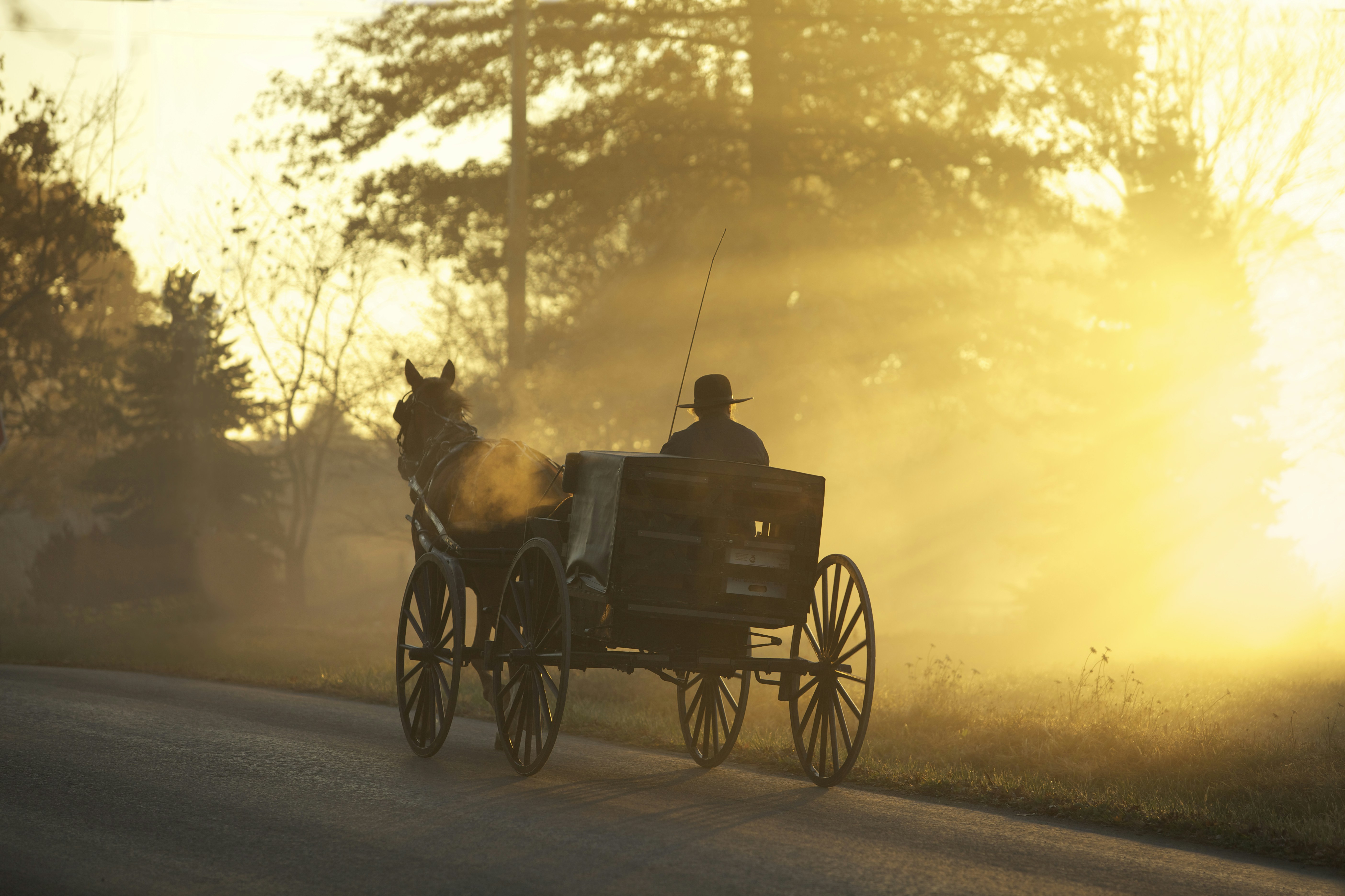 Carriage Pictures Download Free Images on Unsplash