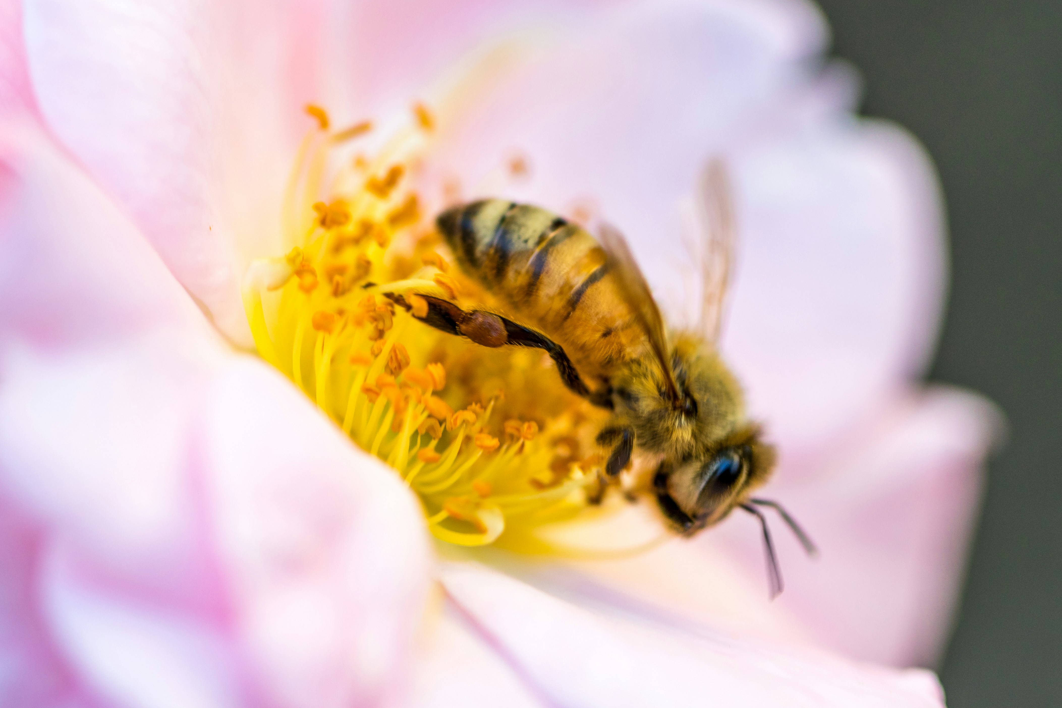 Nectar définition de « nectar » Dictionnaire La langue française