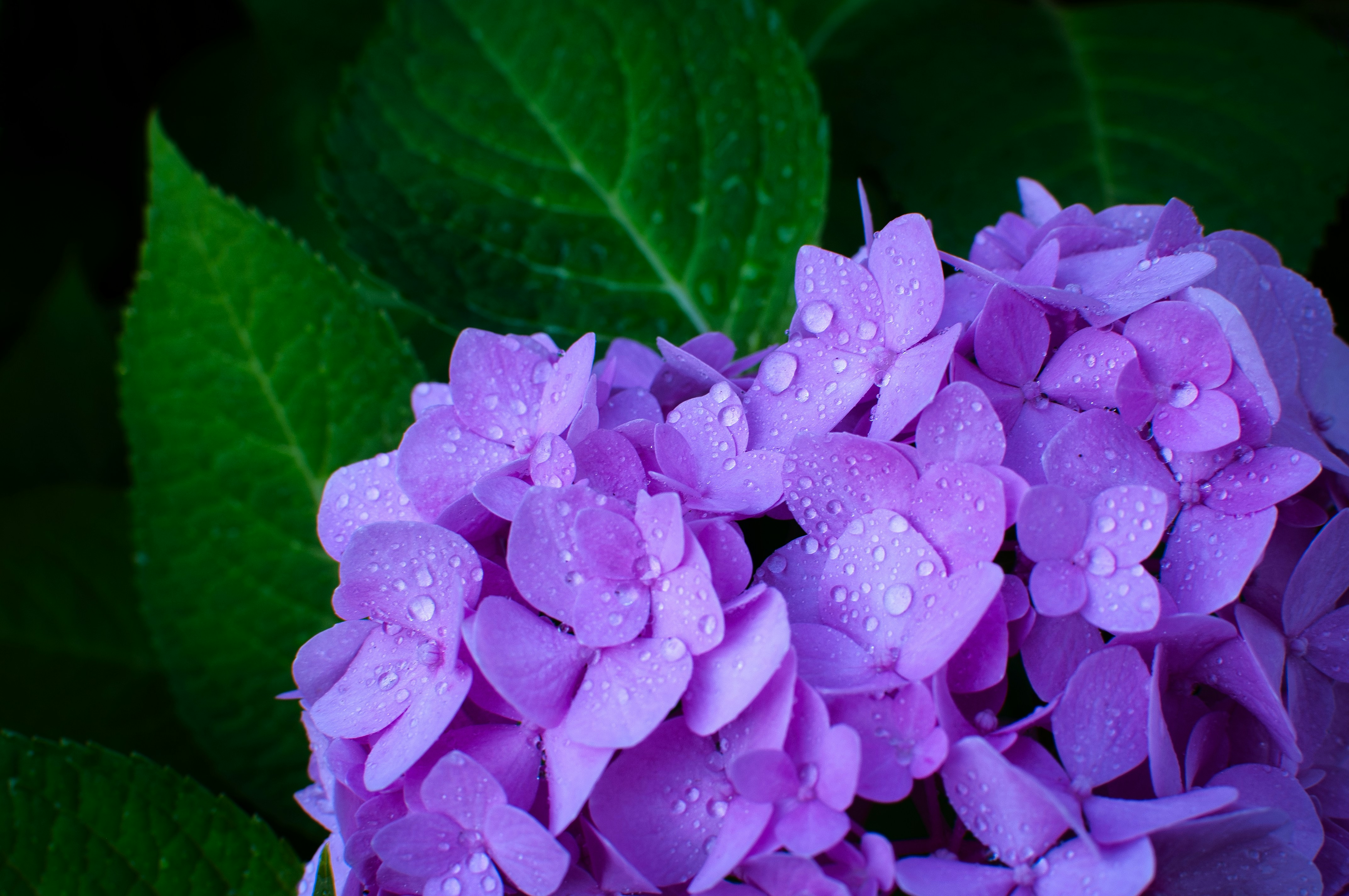 Mophead Hydrangeas The Showstopping Shrub That Will Make Your Garden
