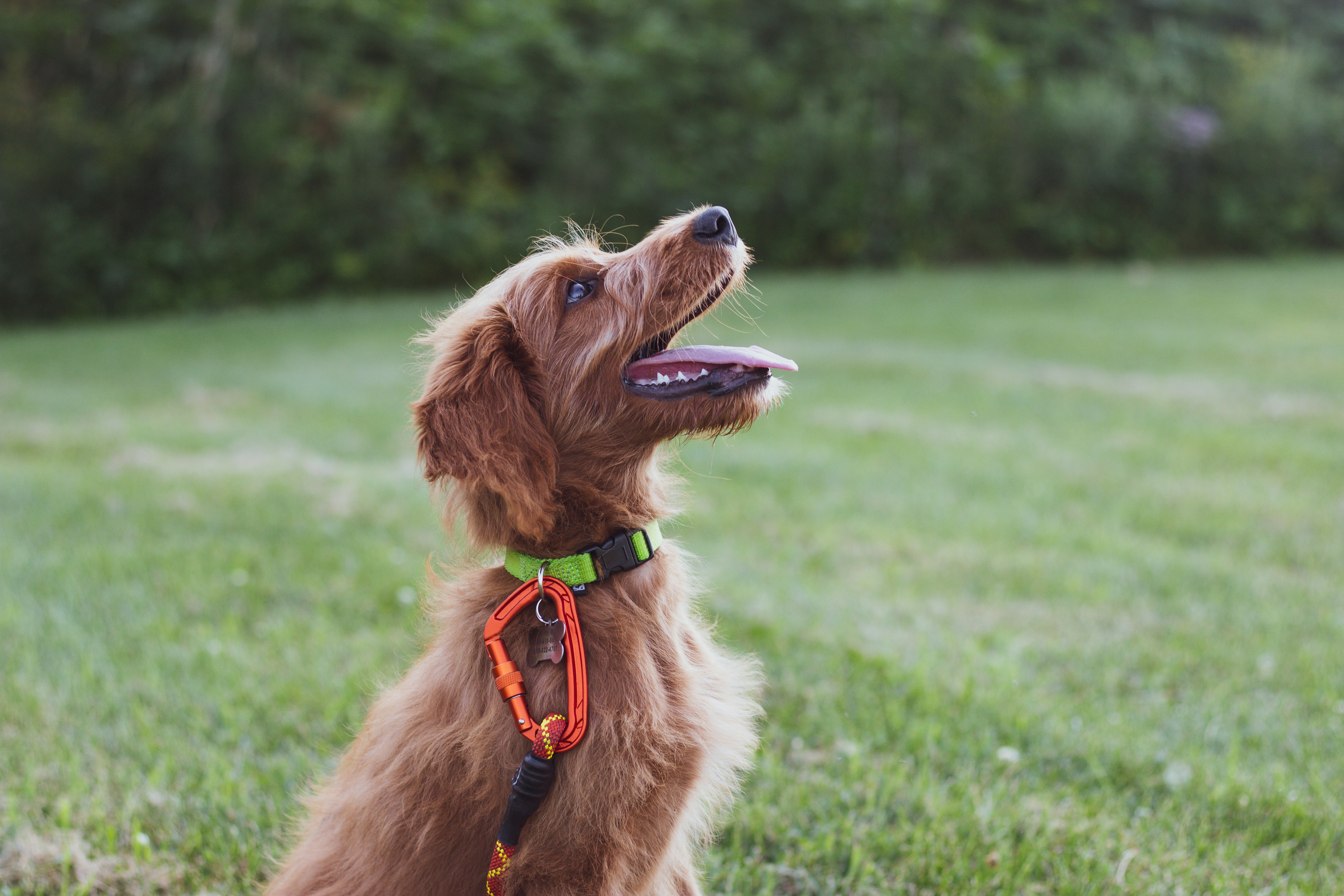puppy training guide
