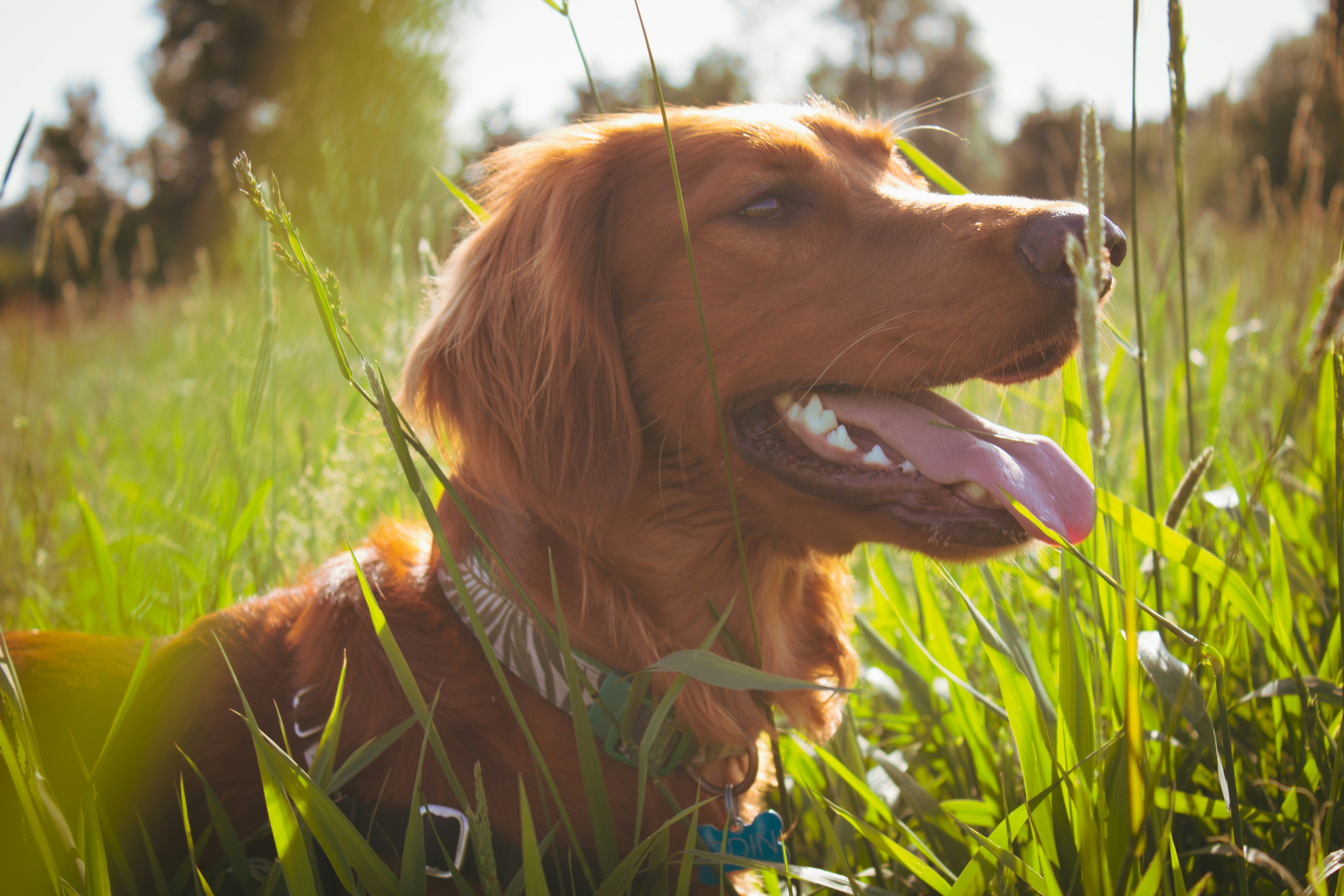 Warum schläft mein Irish Red Setter mit offenen Augen