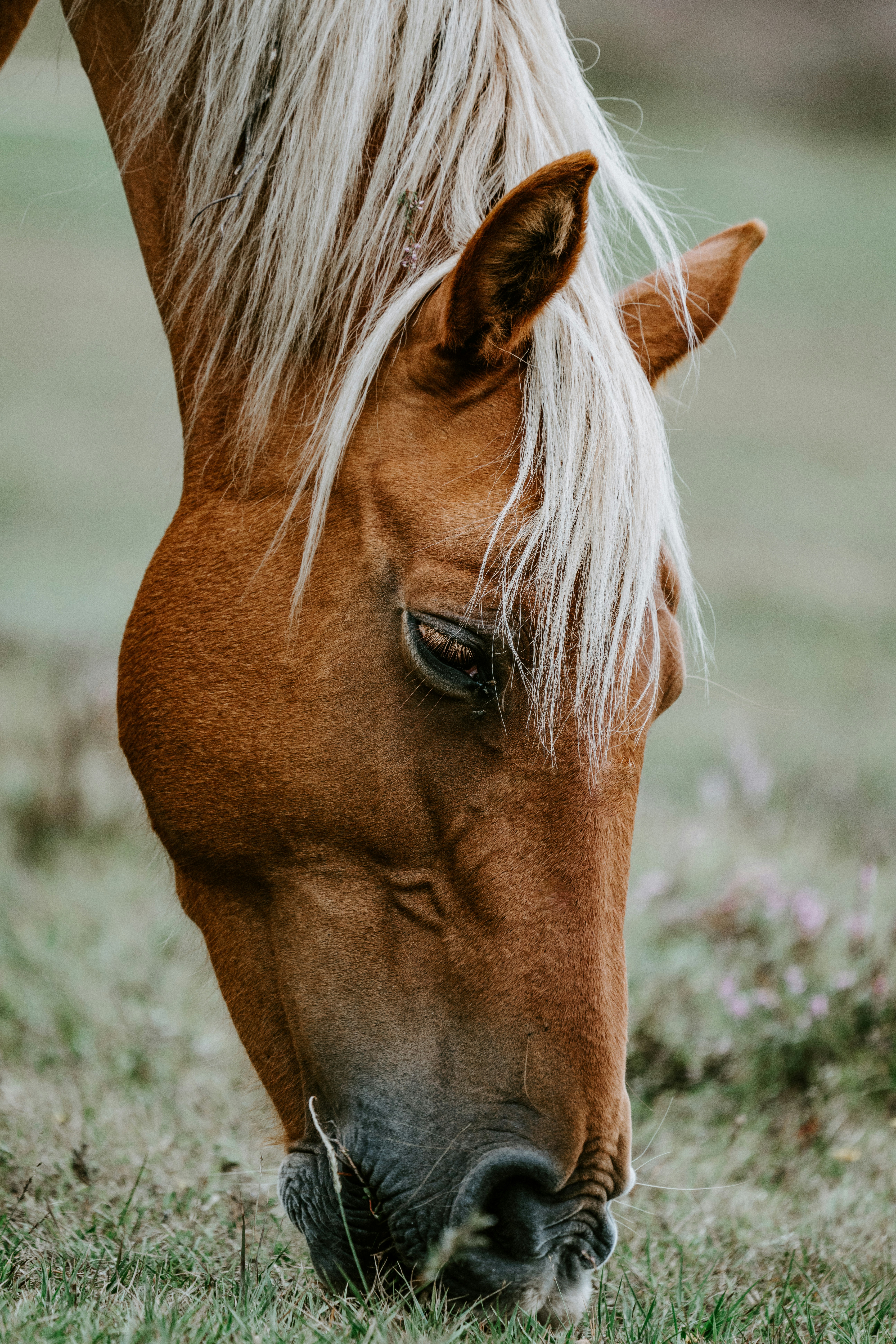 Best 20 Horse Pictures Hq Download Free Images On Unsplash