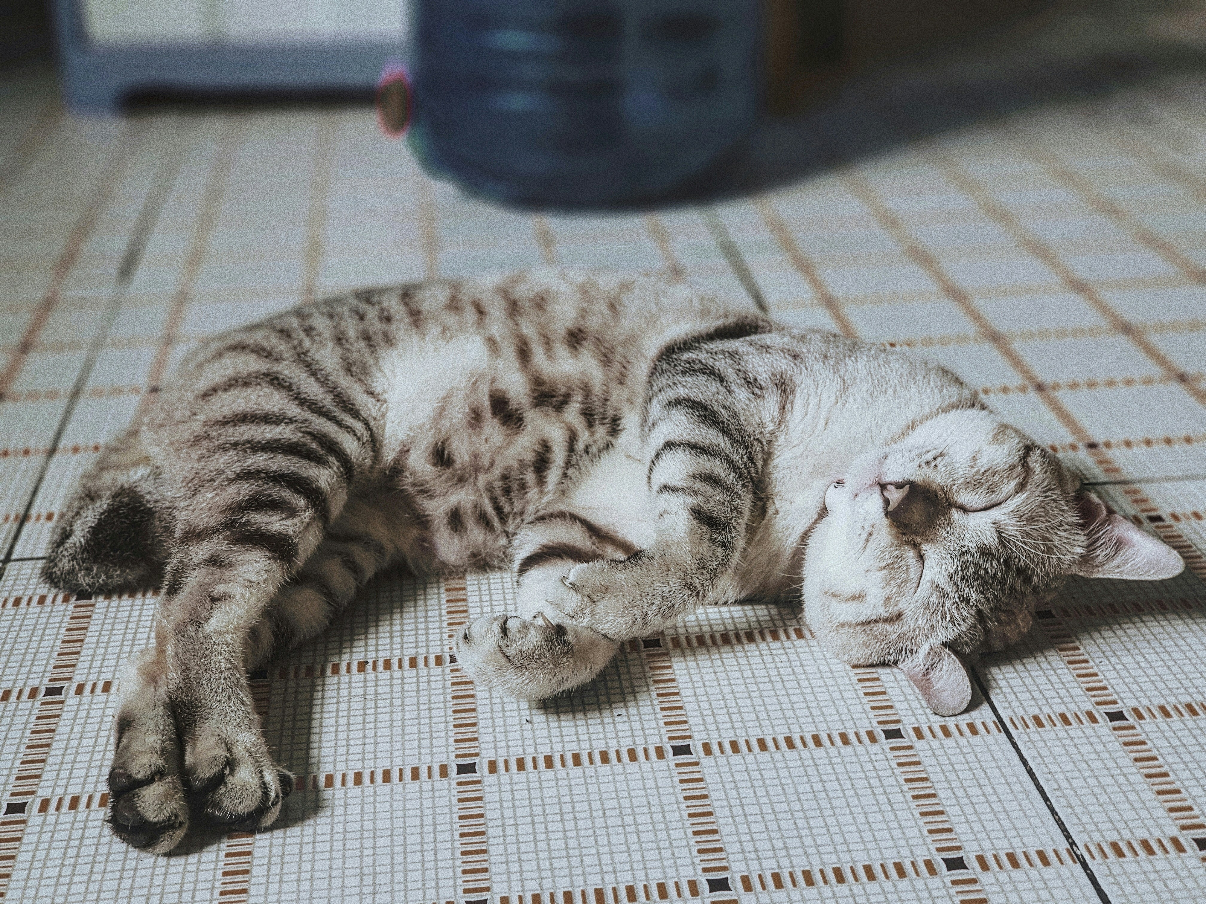 gray tabby kitten sleeping on white surface photo Free Cat Image on