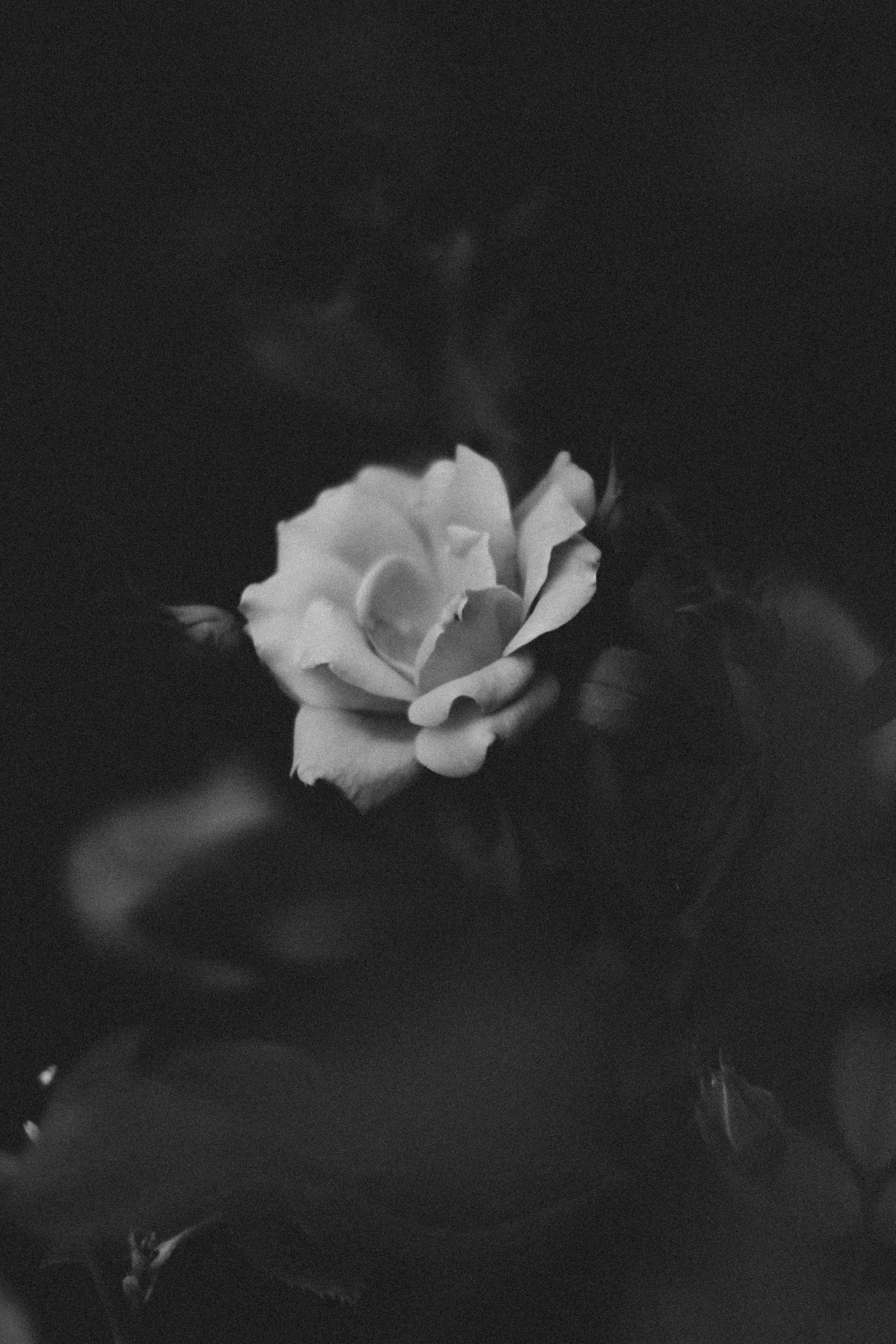 Grayscale photography of flower photo Free Grey Image on Unsplash