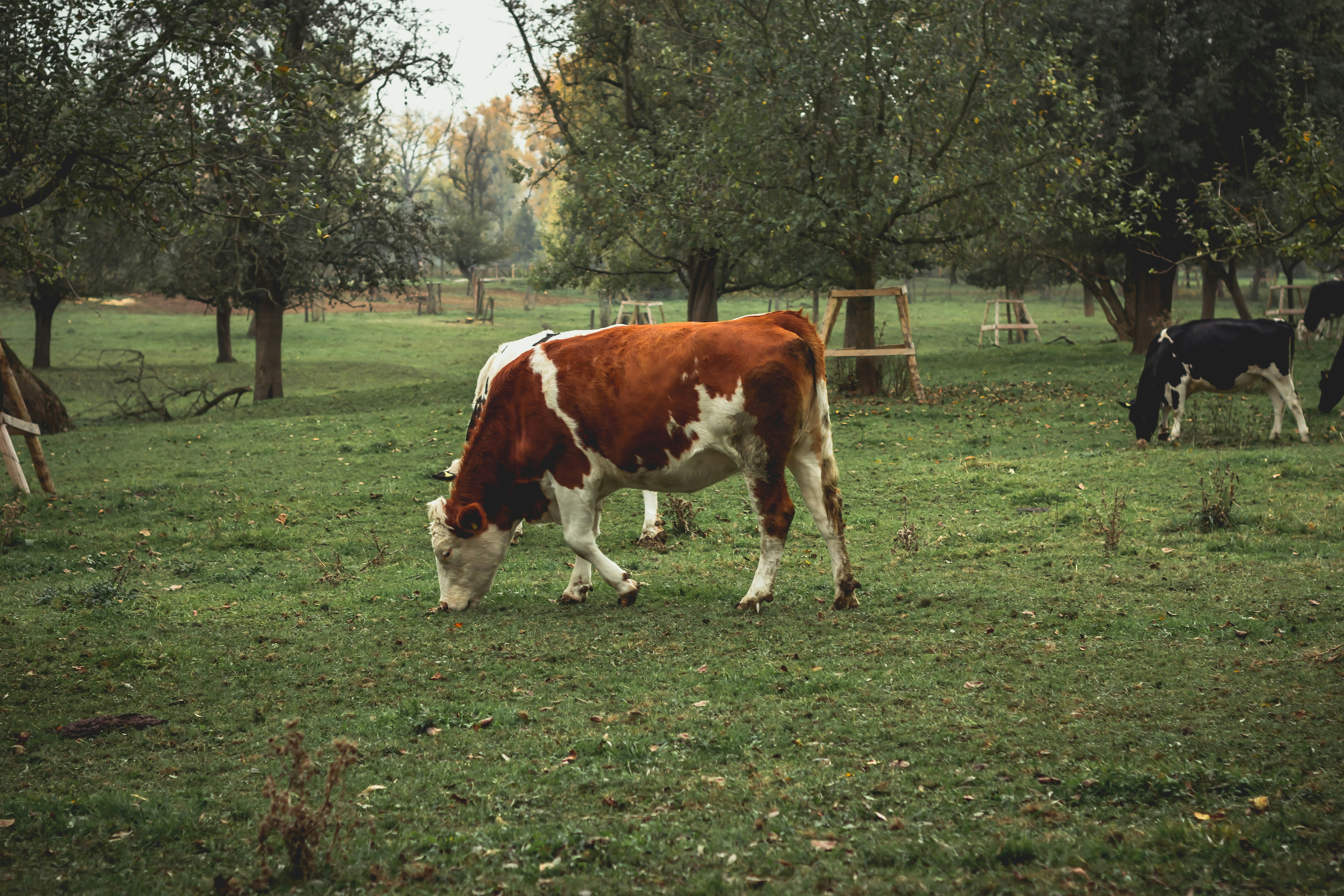 Cow Eating Grass Pictures Download Free Images on Unsplash