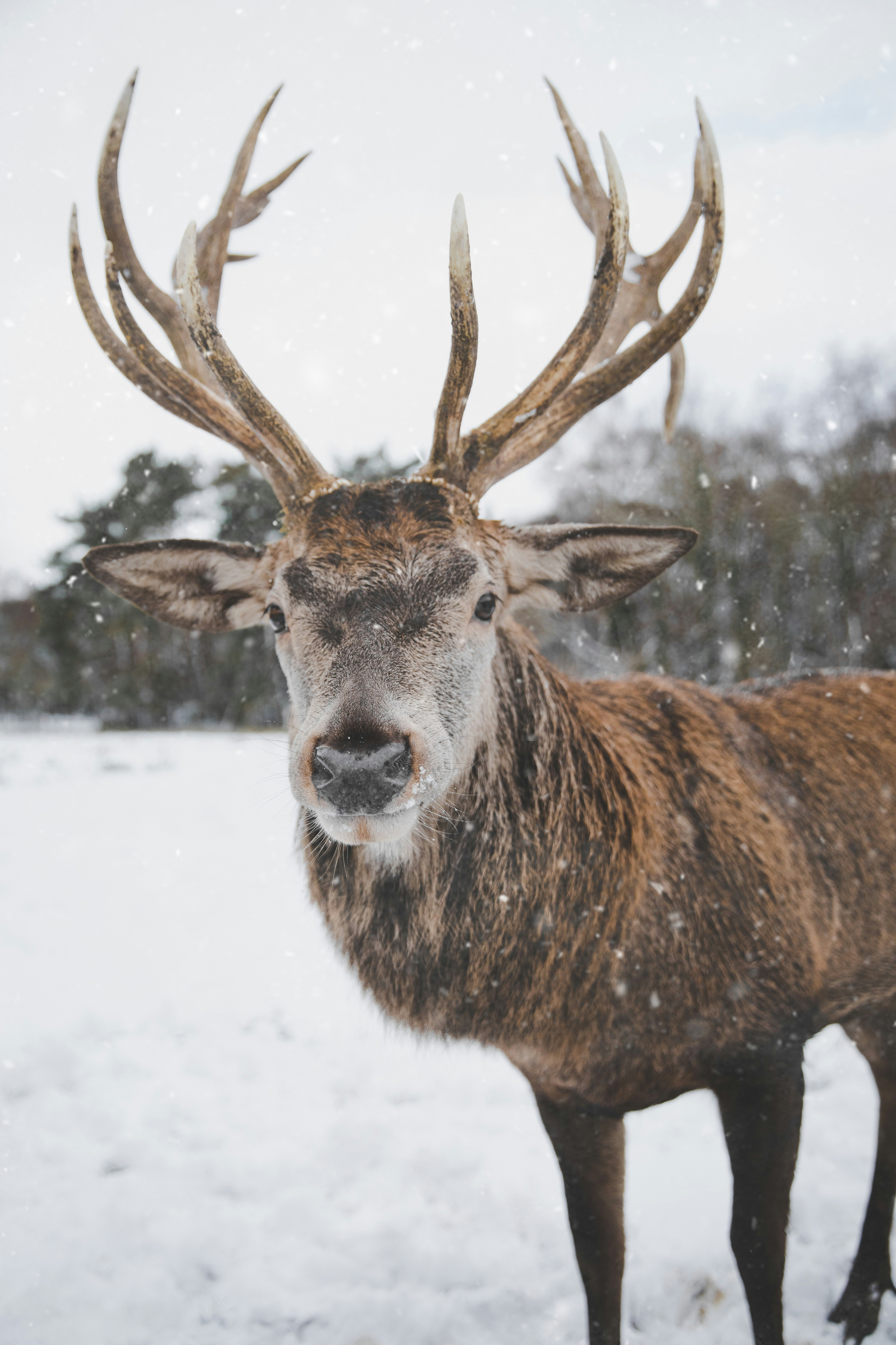 Deer Horns Pictures Download Free Images on Unsplash