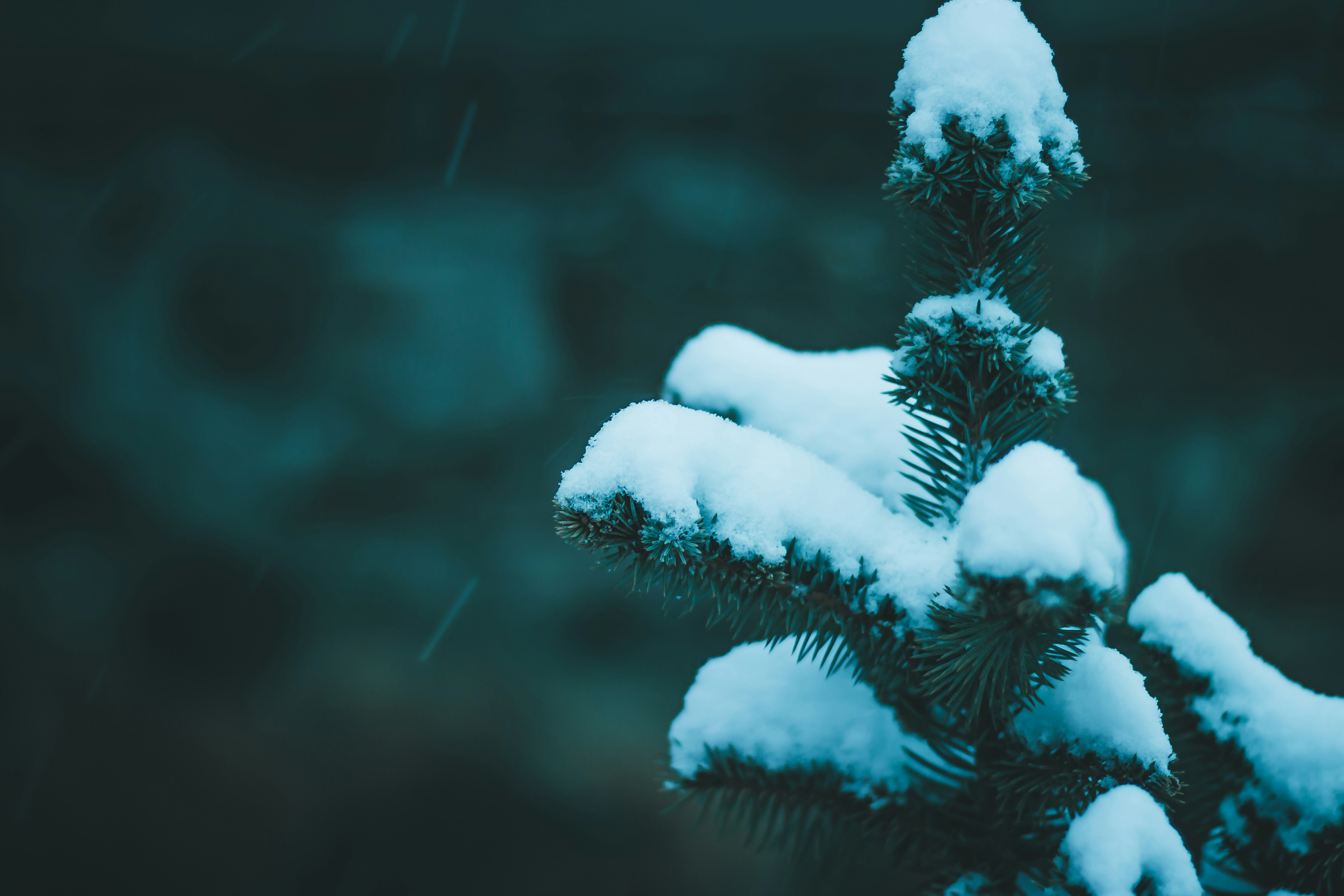 Green tree covered with snow photo Free Plant Image on Unsplash