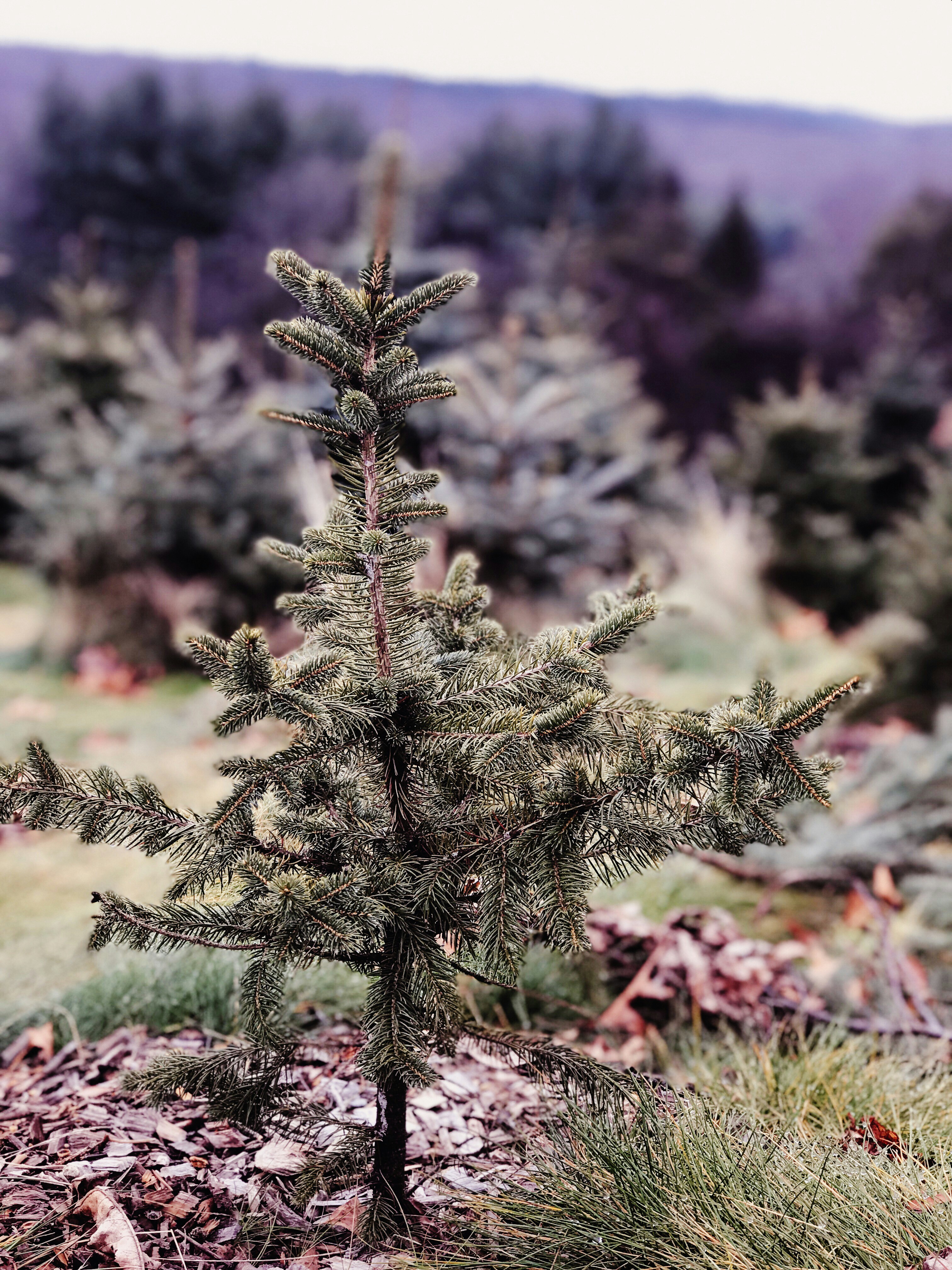 Christmas Tree Farm Pictures Download Free Images on Unsplash