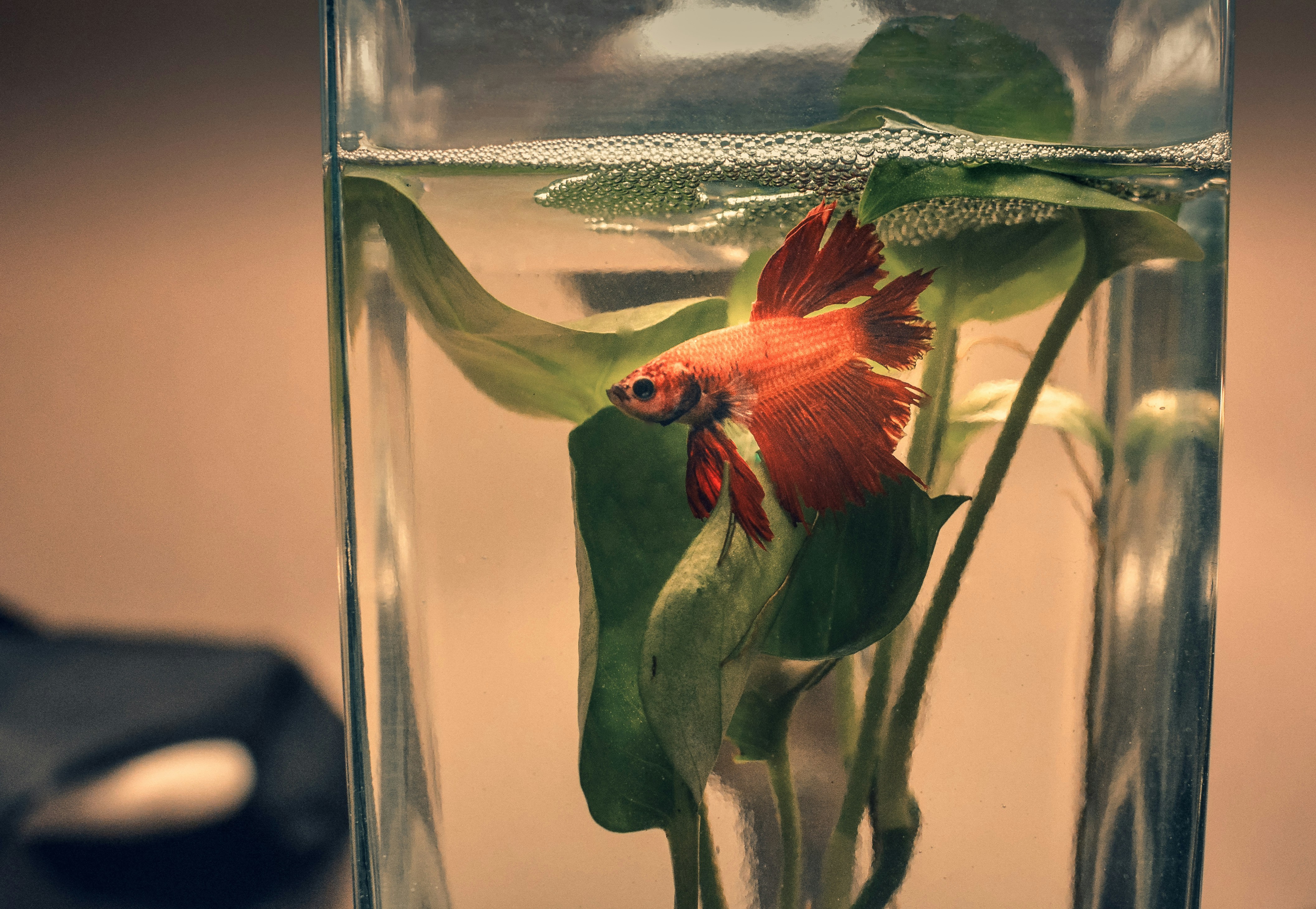 The Best Water for Betta Fish On The Market In 2020
