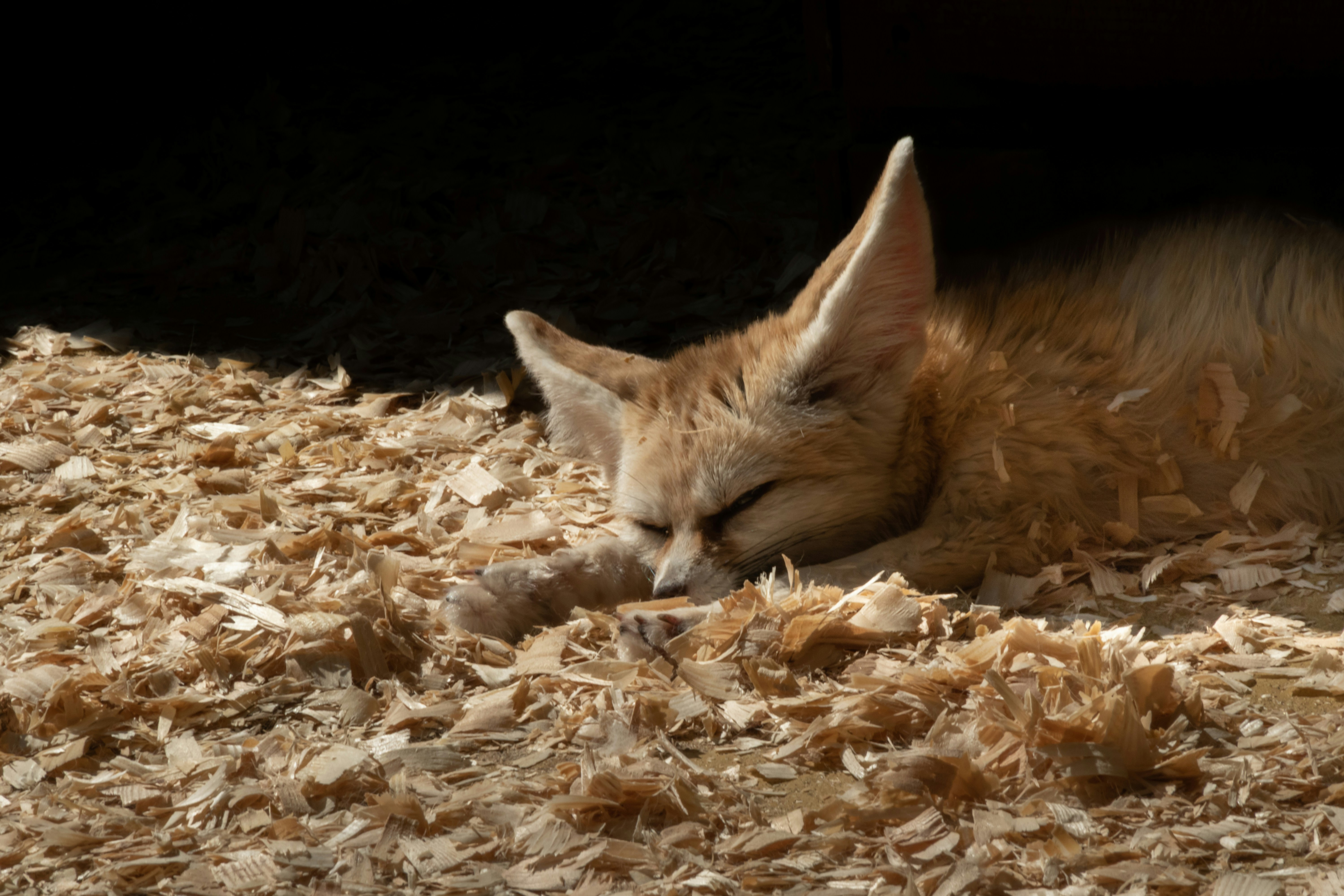 Définition de fennec Dictionnaire français La langue française