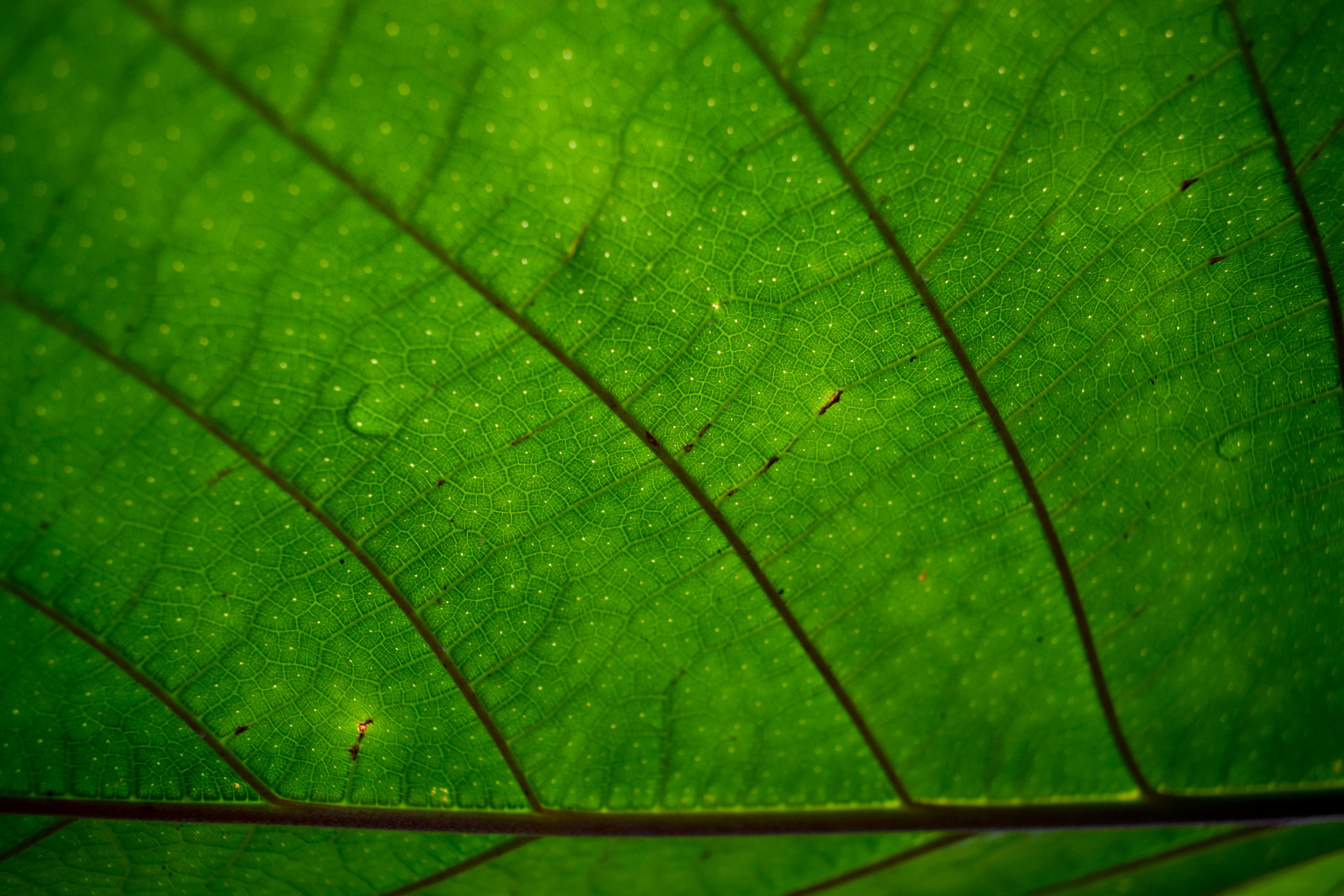 Stressed Plants Do "Cry" news
