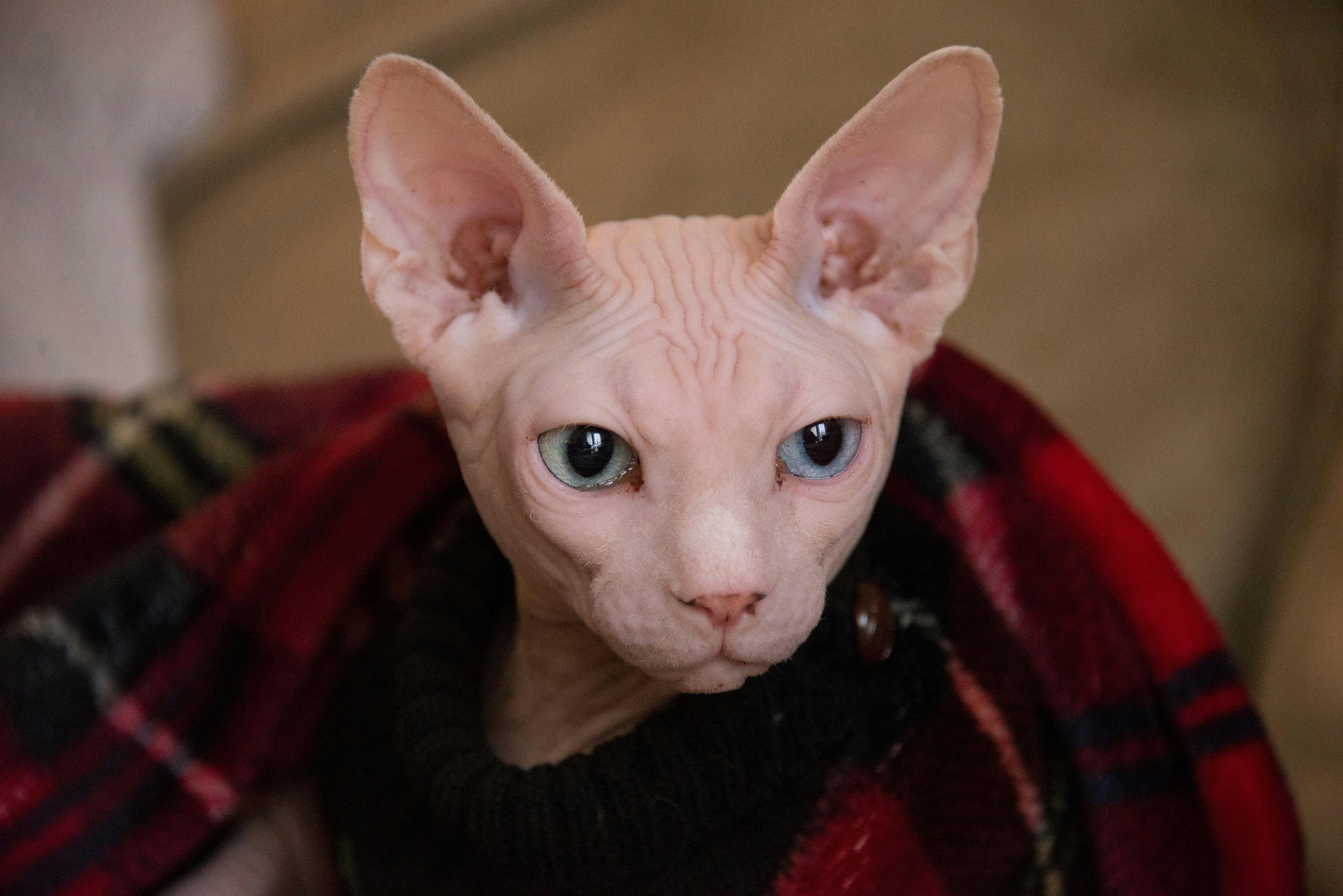 500+ Hairless Cat Pictures [HD] Download Free Images on Unsplash