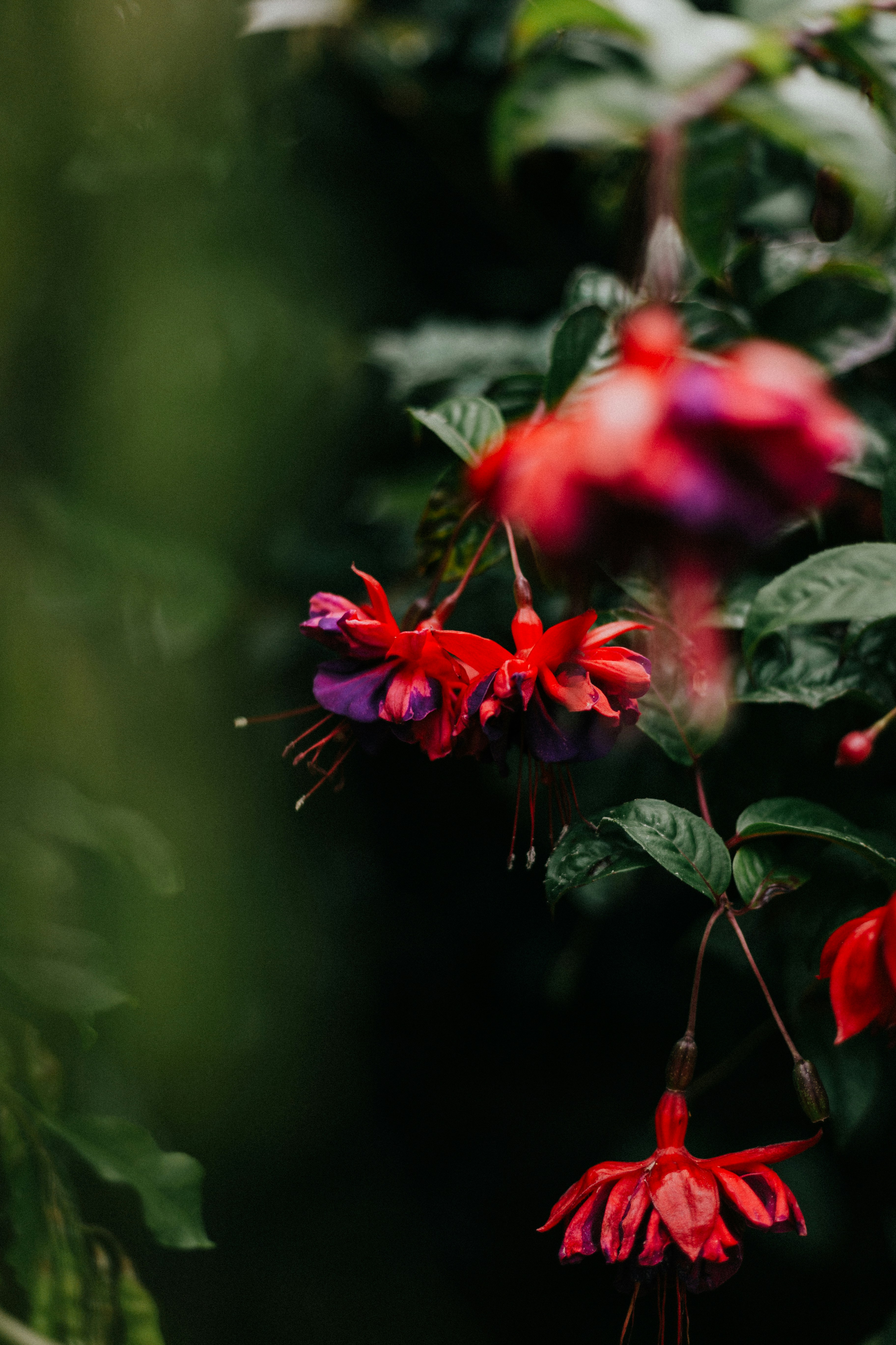Closeup photography of redandpurple fuchsia flower photo Free