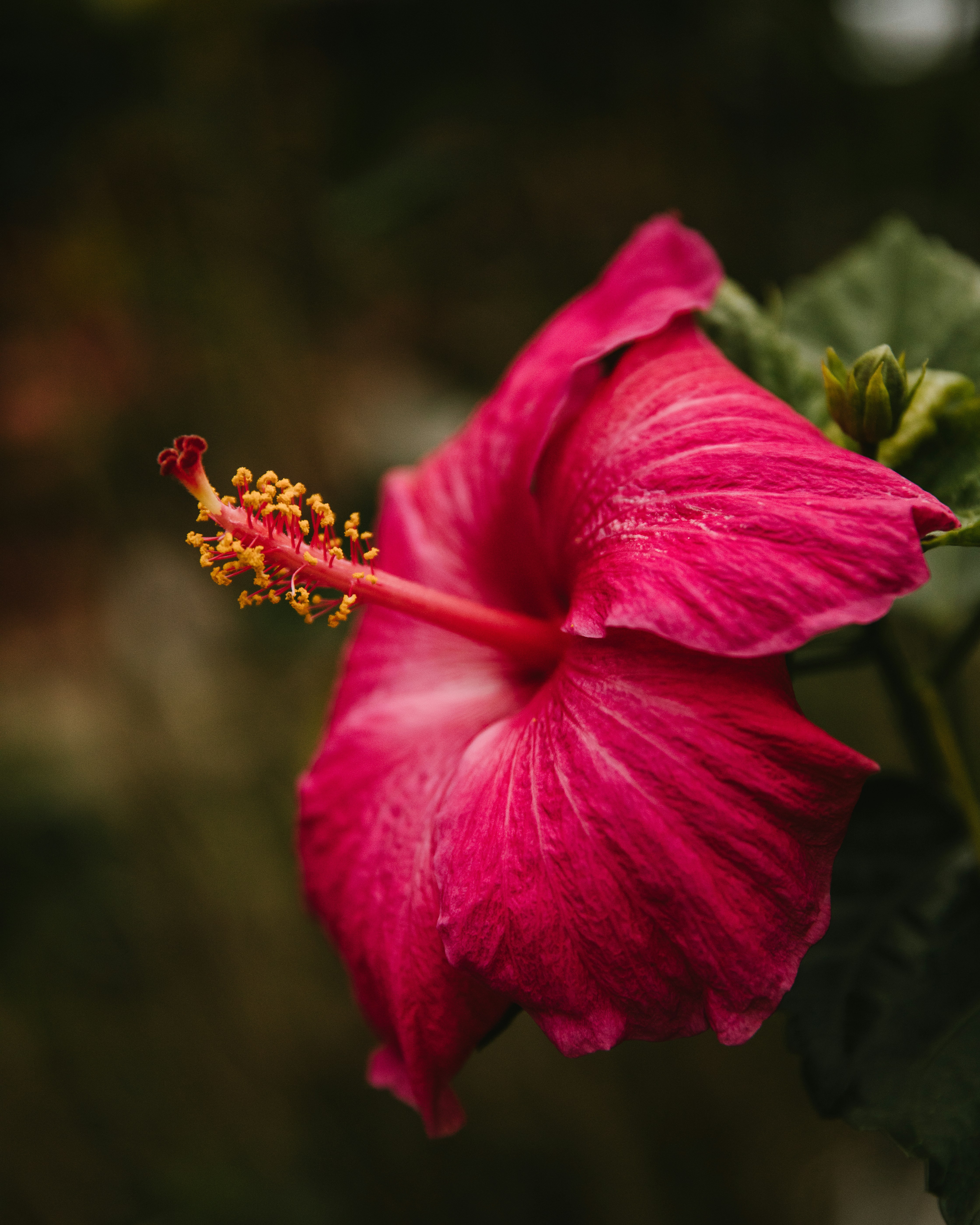 Hawaii Flowers Stock Photos, Pictures & Royalty-Free Images