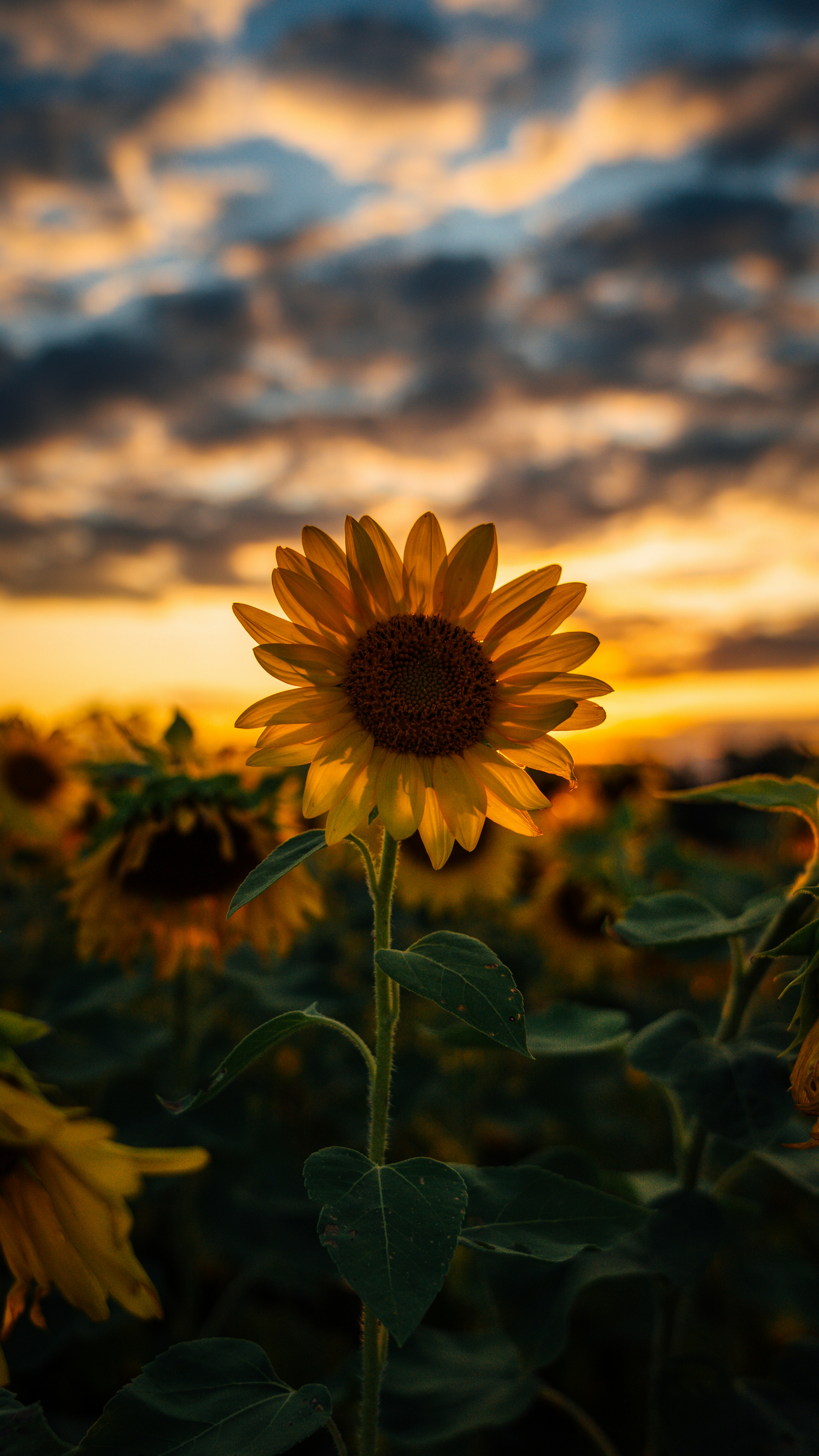 Sunflower Wallpapers Free HD Download [500+ HQ] Unsplash