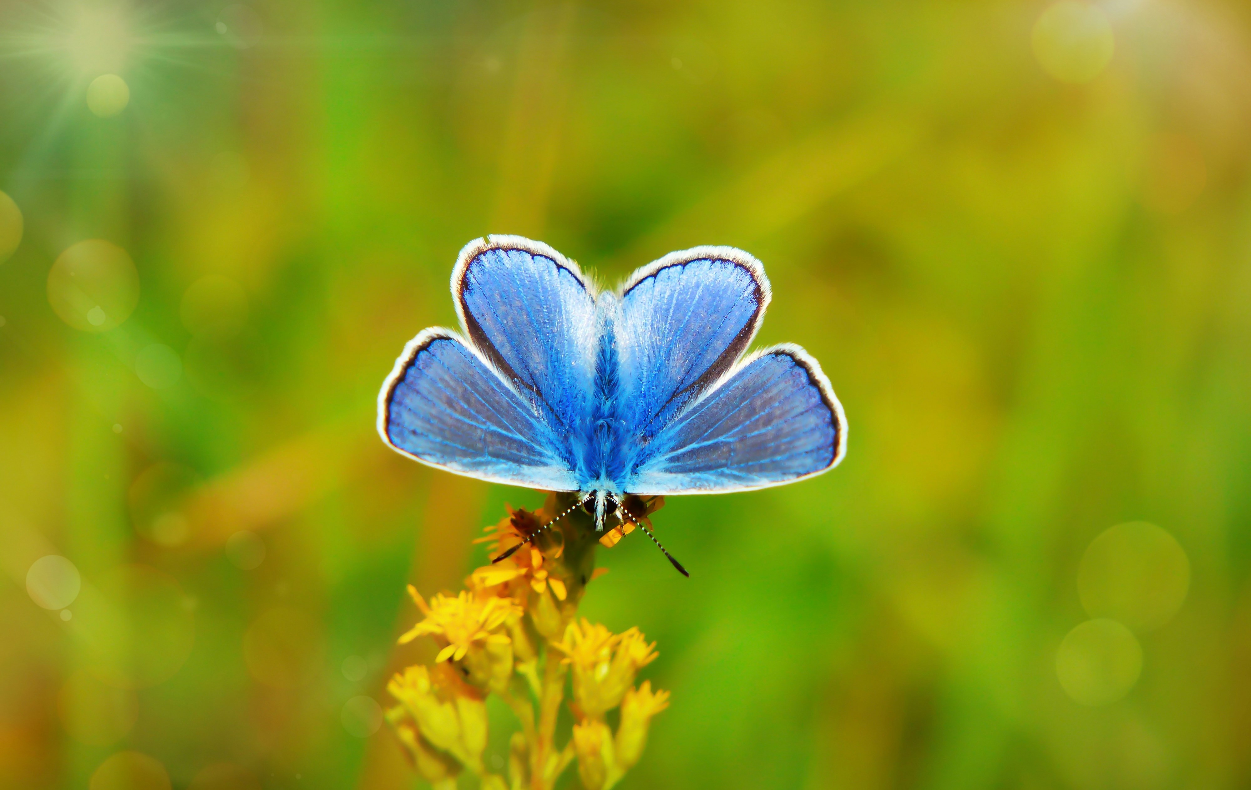 blue butterfly on yellow flower photo Free Animal Image on Unsplash