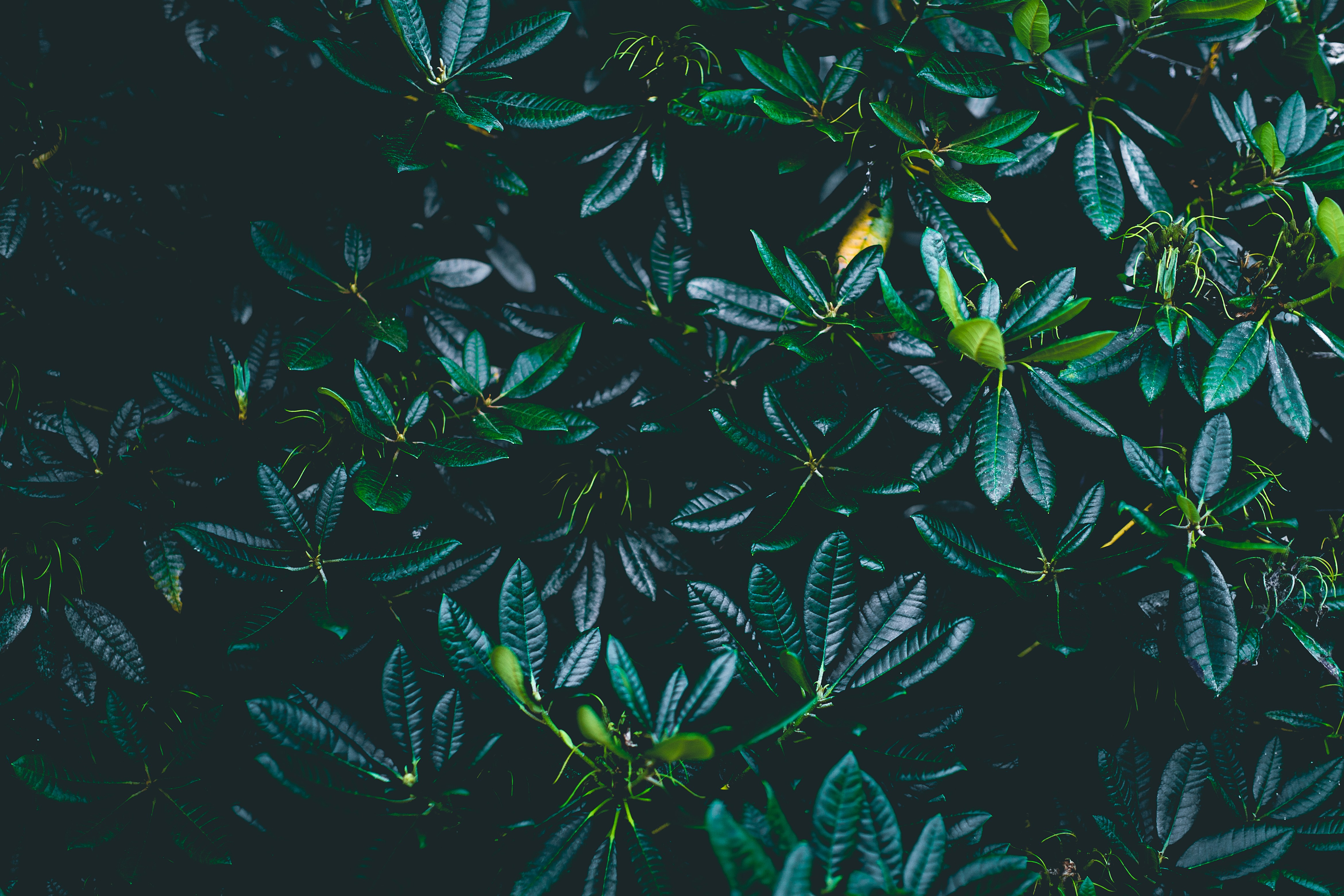 Dark Leaves Pictures Download Free Images on Unsplash