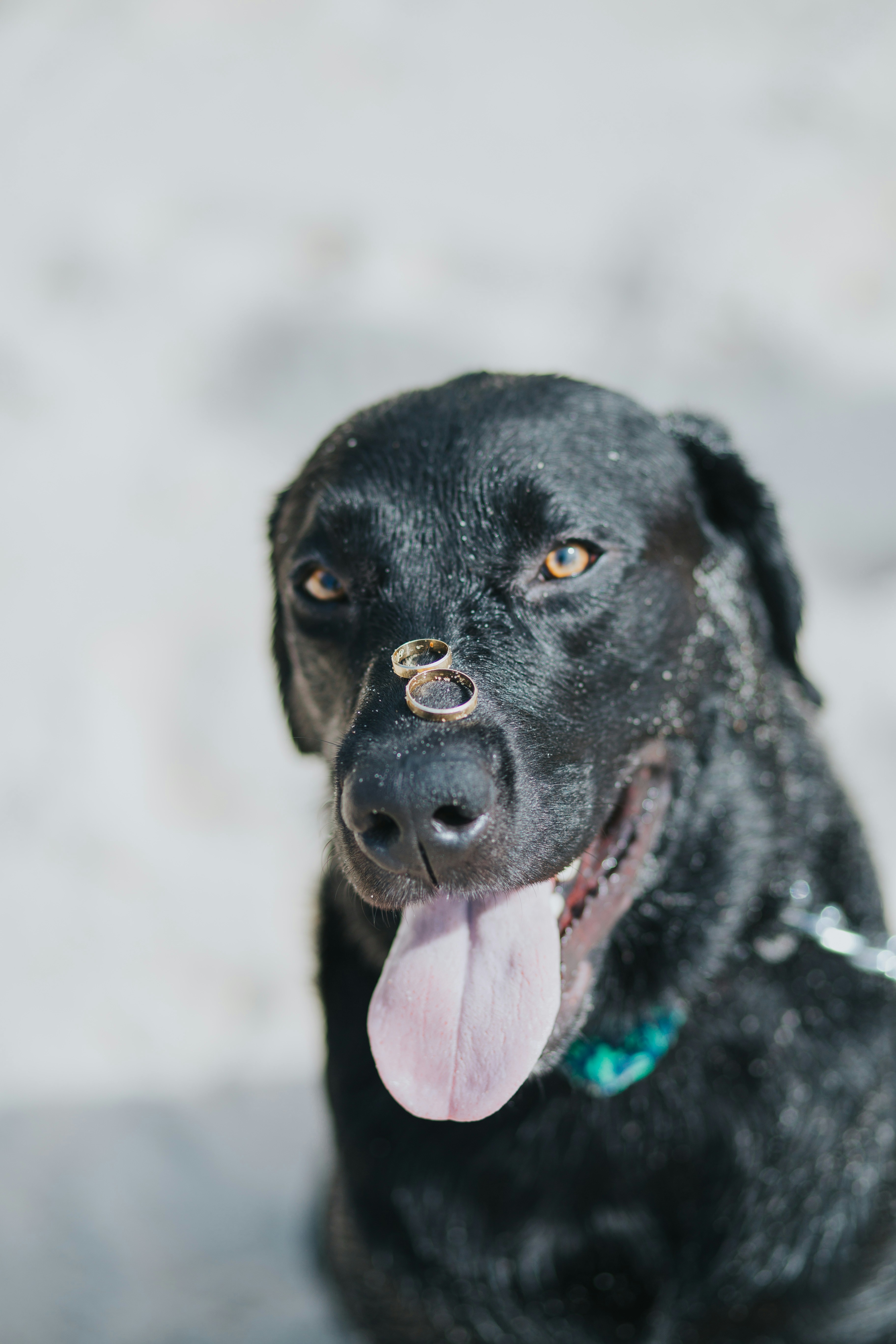 two goldcolored rings on dog's nose photo Free Dog