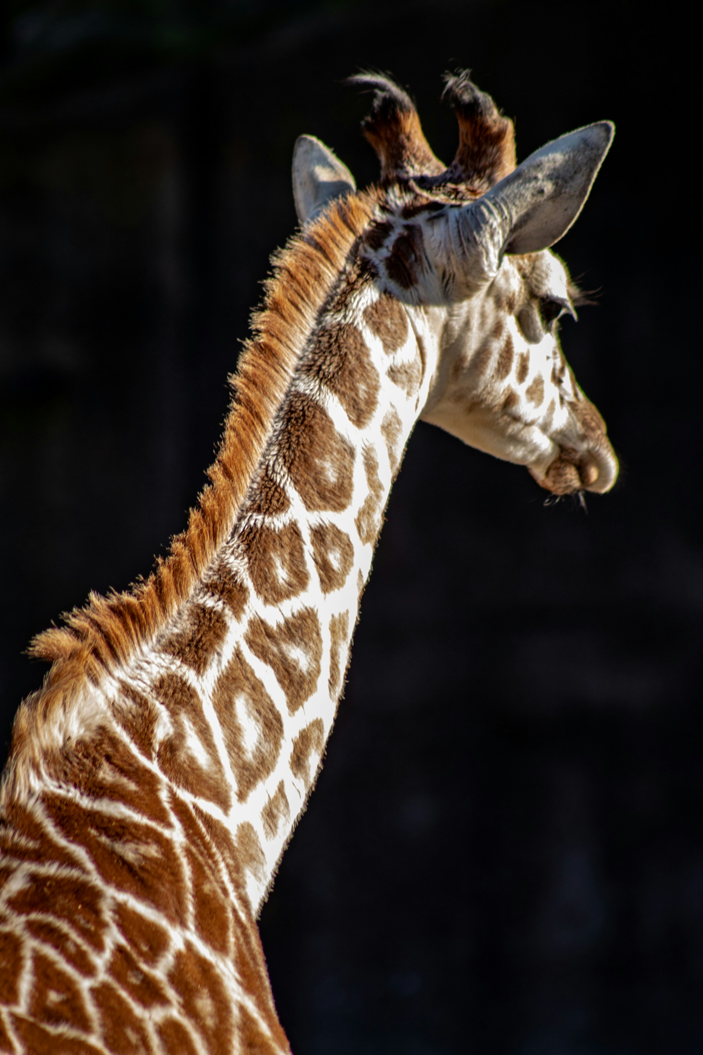 Baby Giraffe Pictures Download Free Images on Unsplash