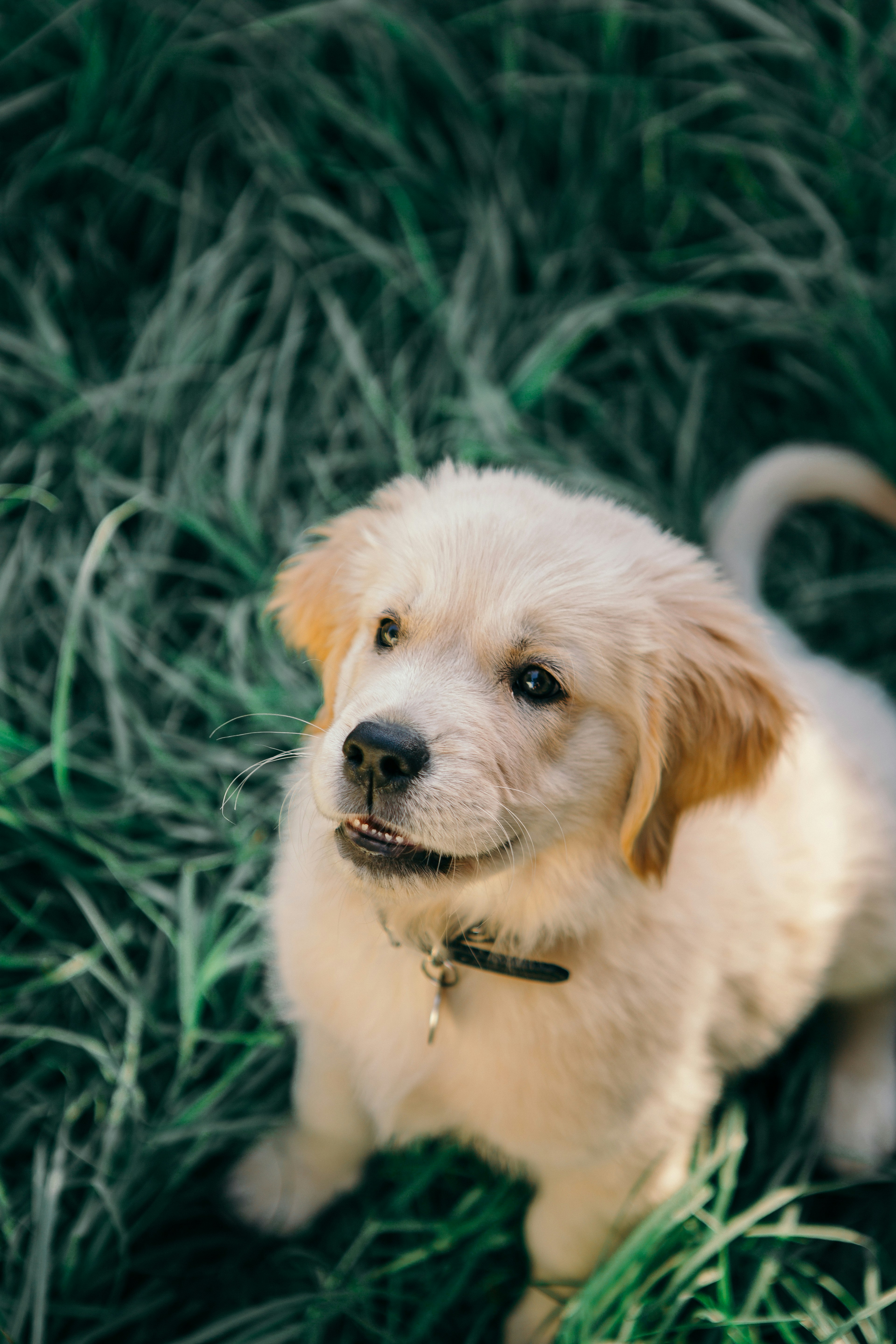 271,000+ Dog Pictures Freepik
