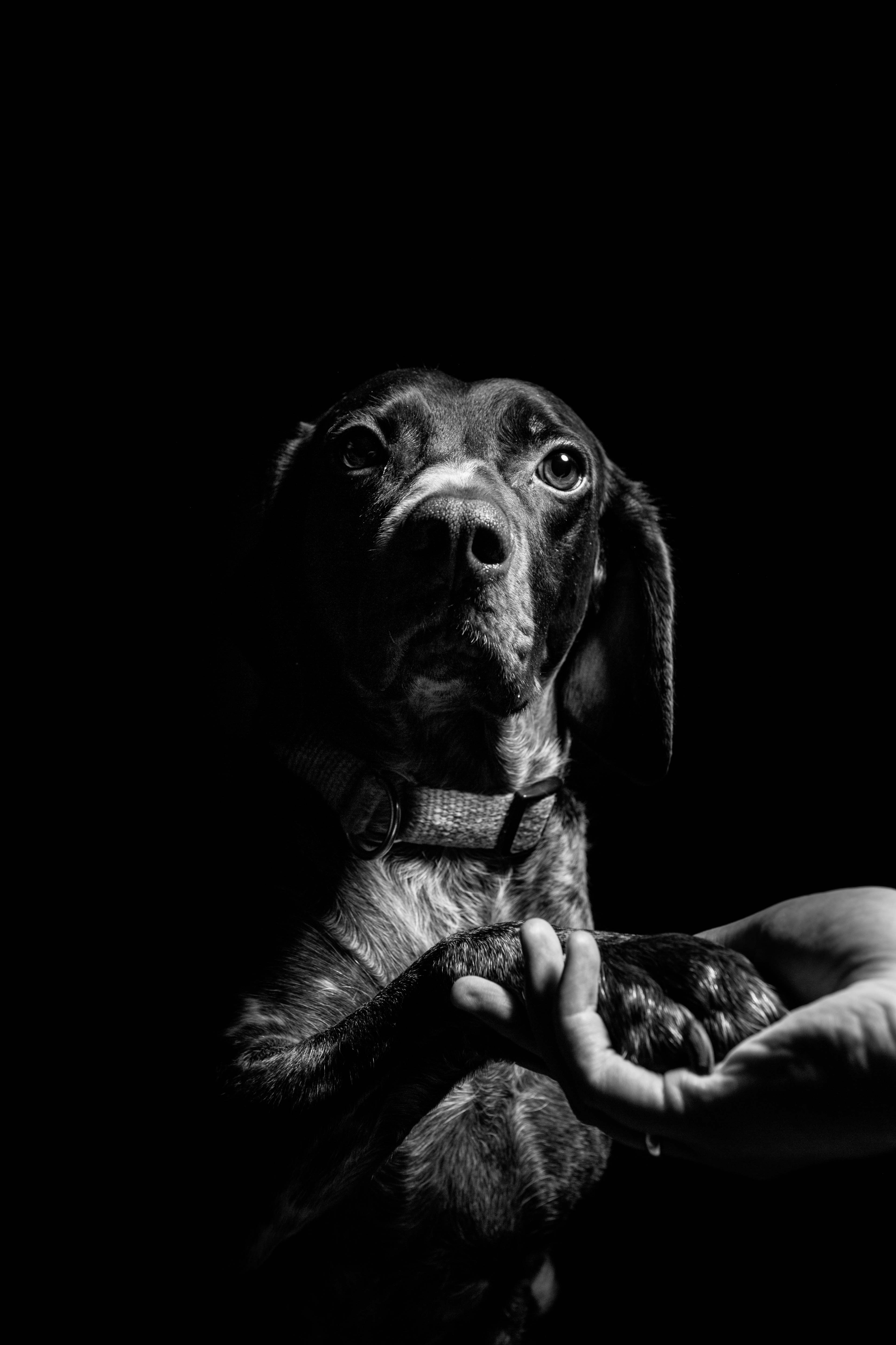 Agréé définition de « agréé » La langue française