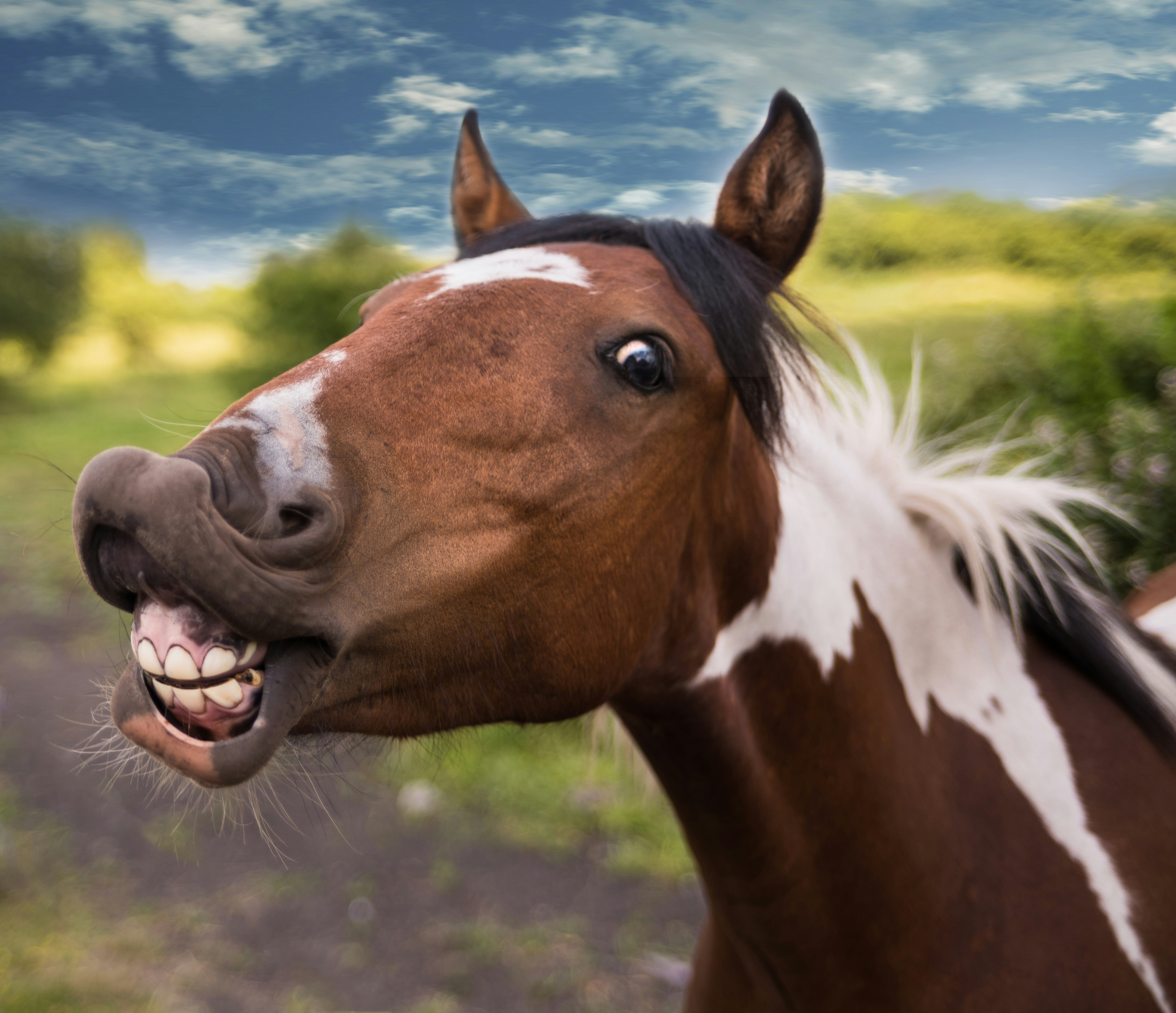 The Meaning of Horses’ Neigh and Other Sounds Just for my Horse