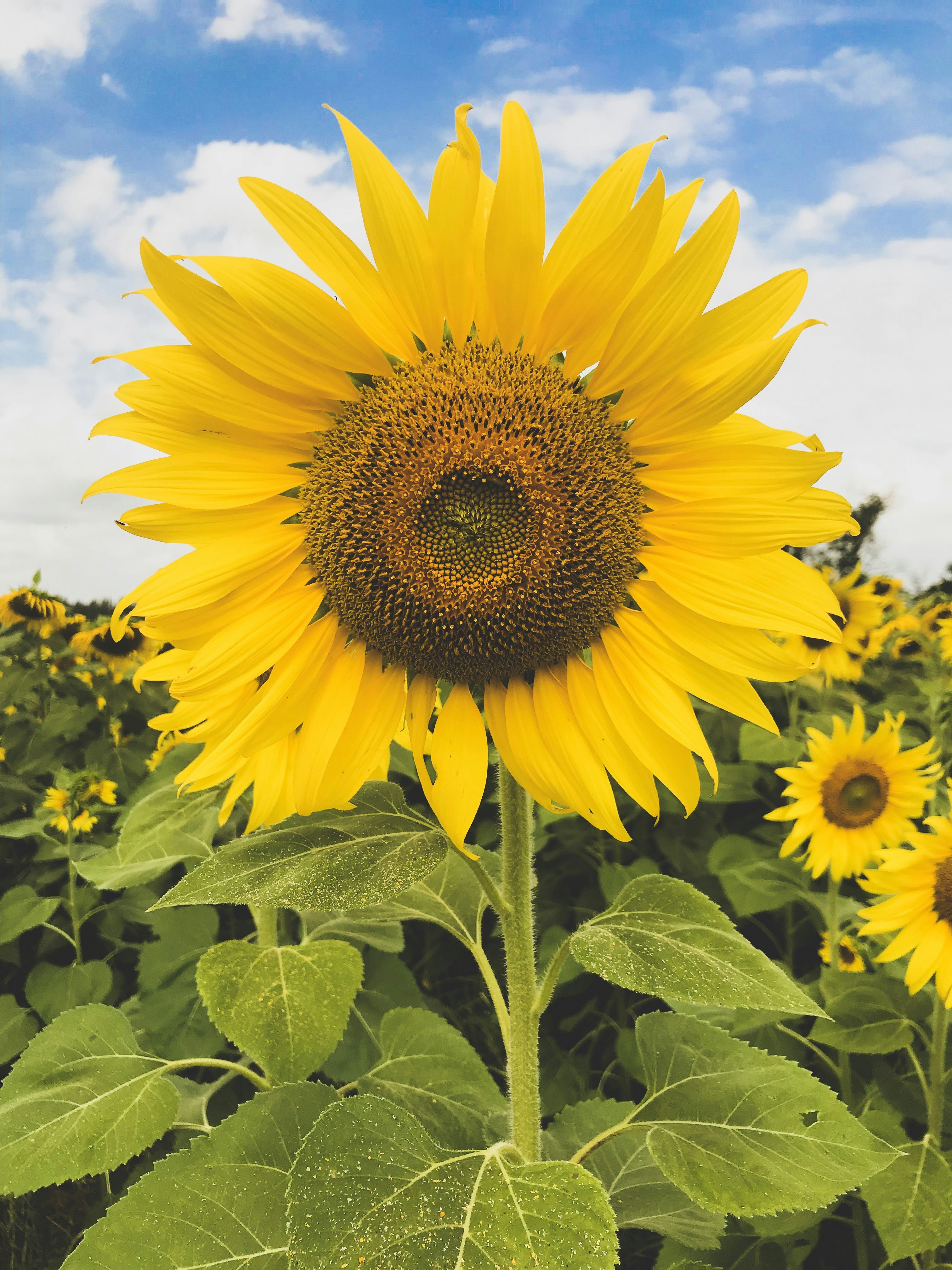 Sunflower Wallpapers Free HD Download [500+ HQ] Unsplash