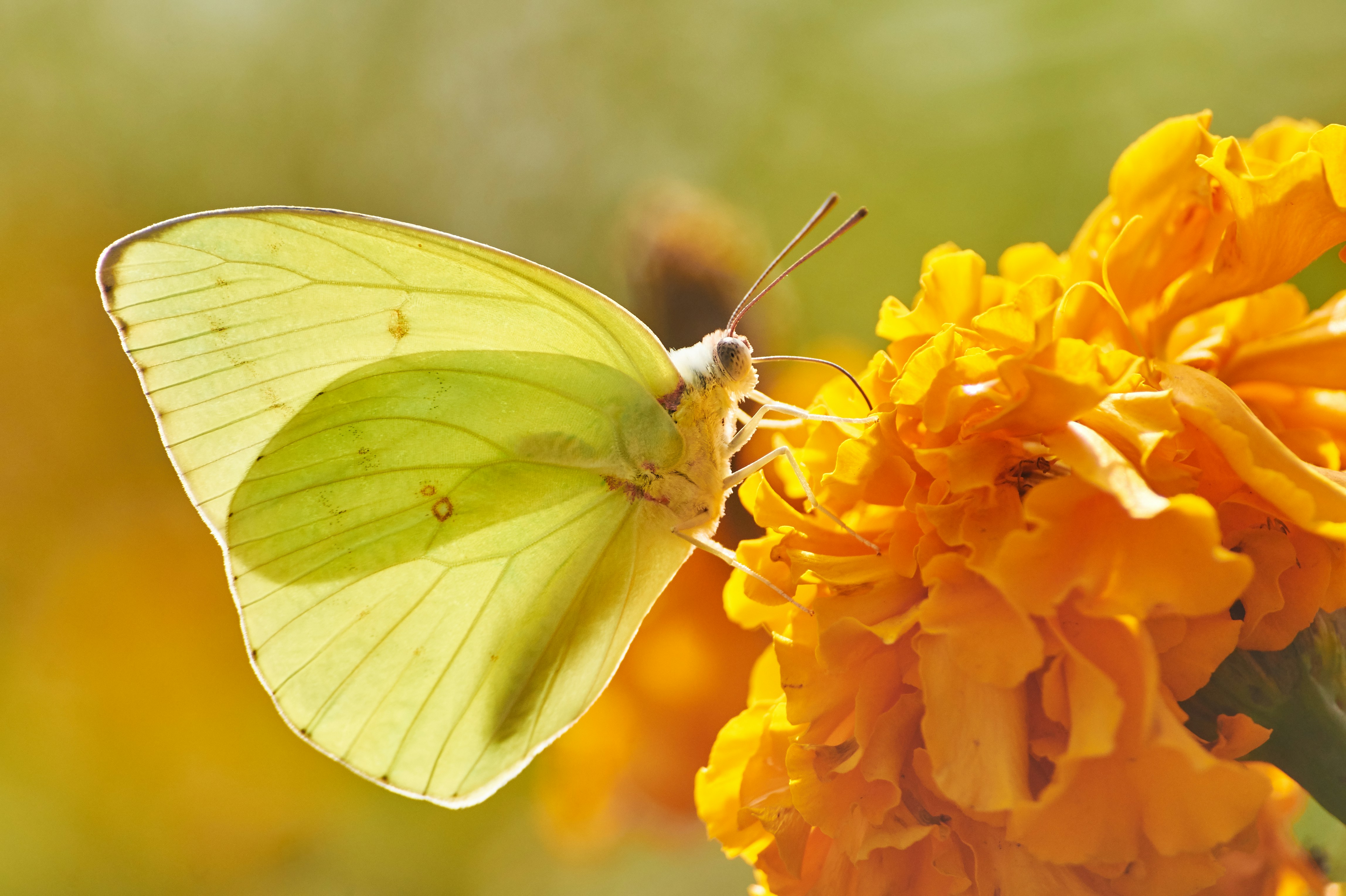Yellow sulfur butterfly perched on flower photo Free Butterfly Image