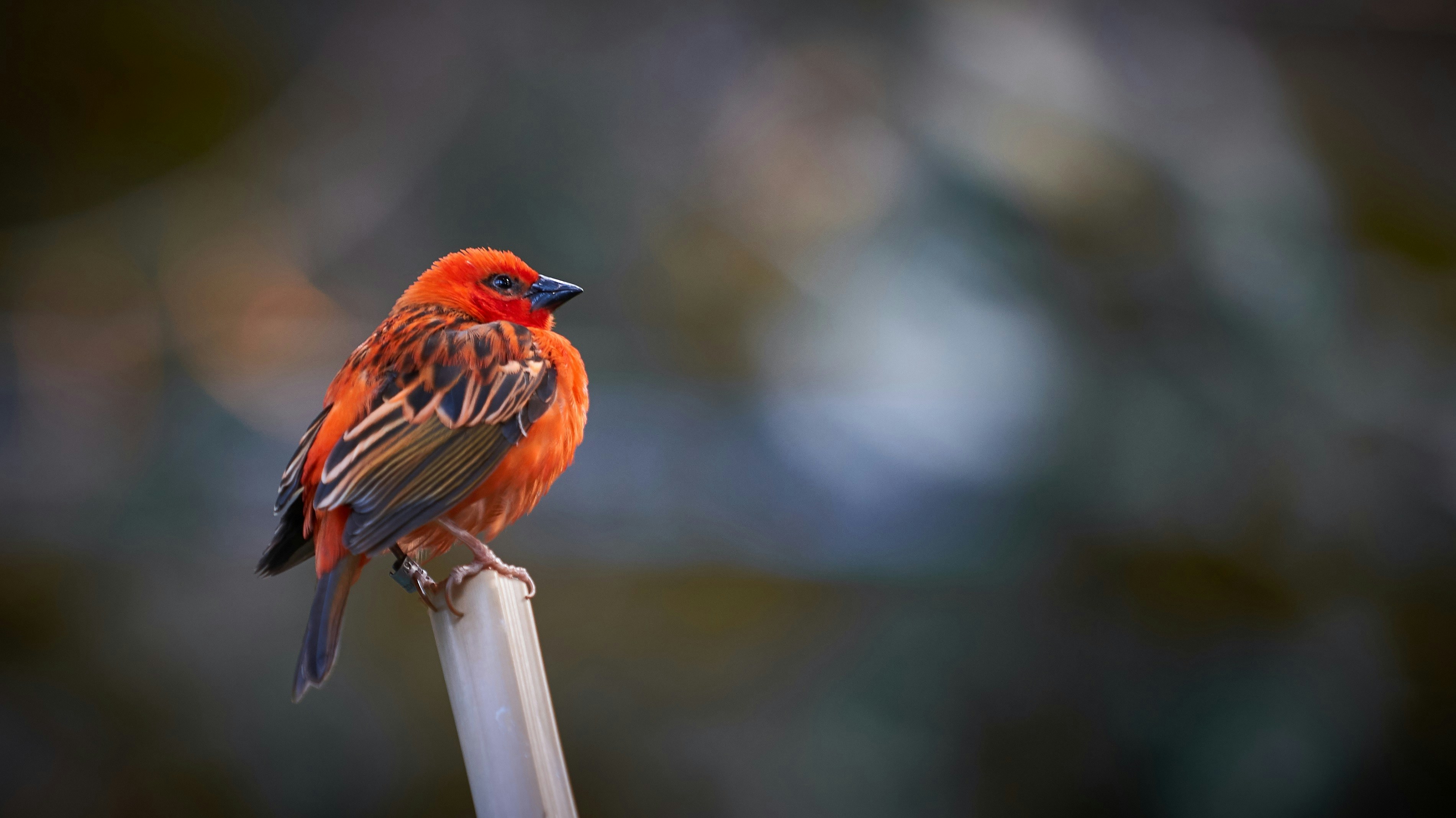 Red Bird Pictures Download Free Images on Unsplash