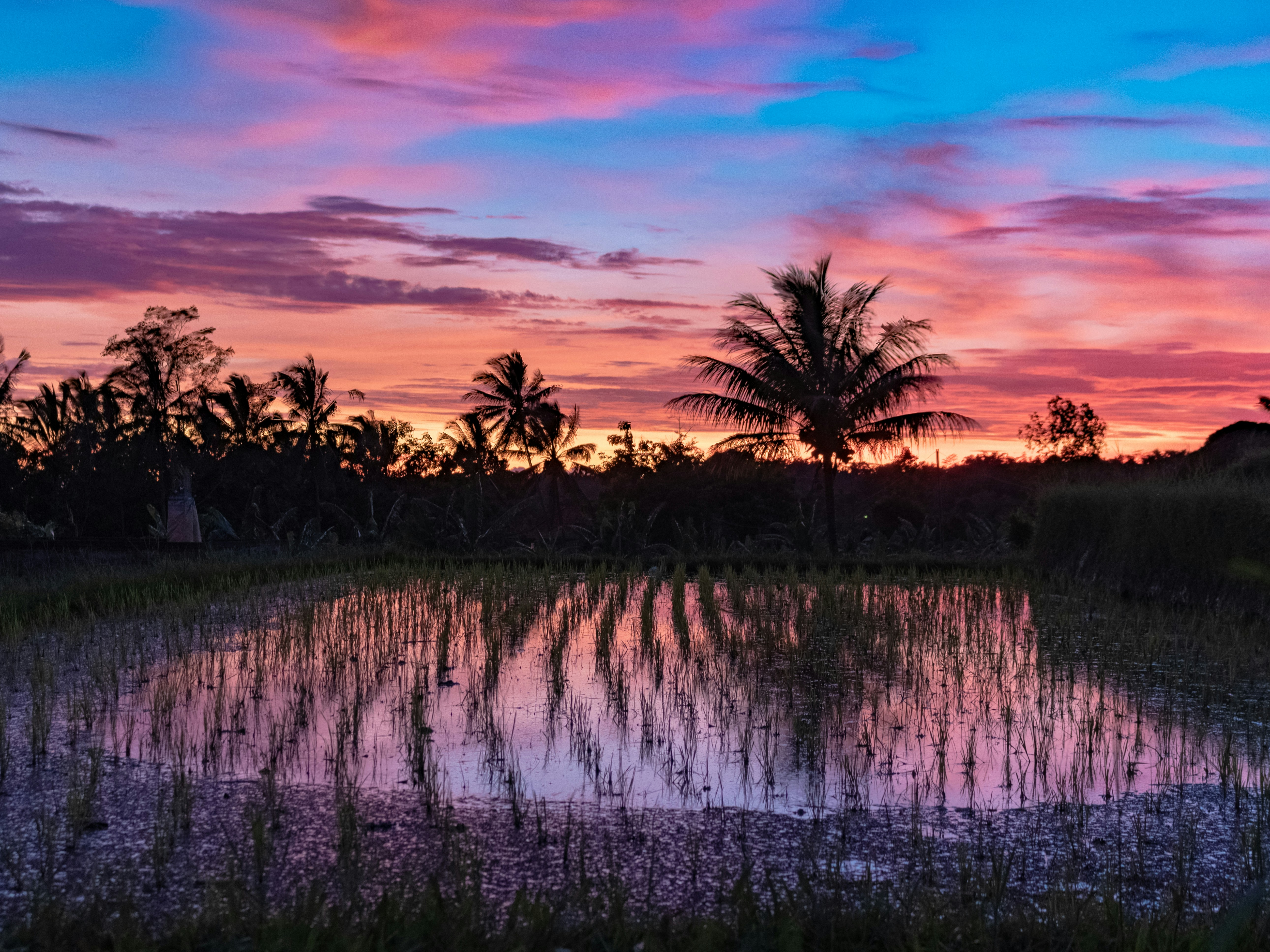 selective focus photography of rice field during daytime photo Free Indonesia Image on Unsplash