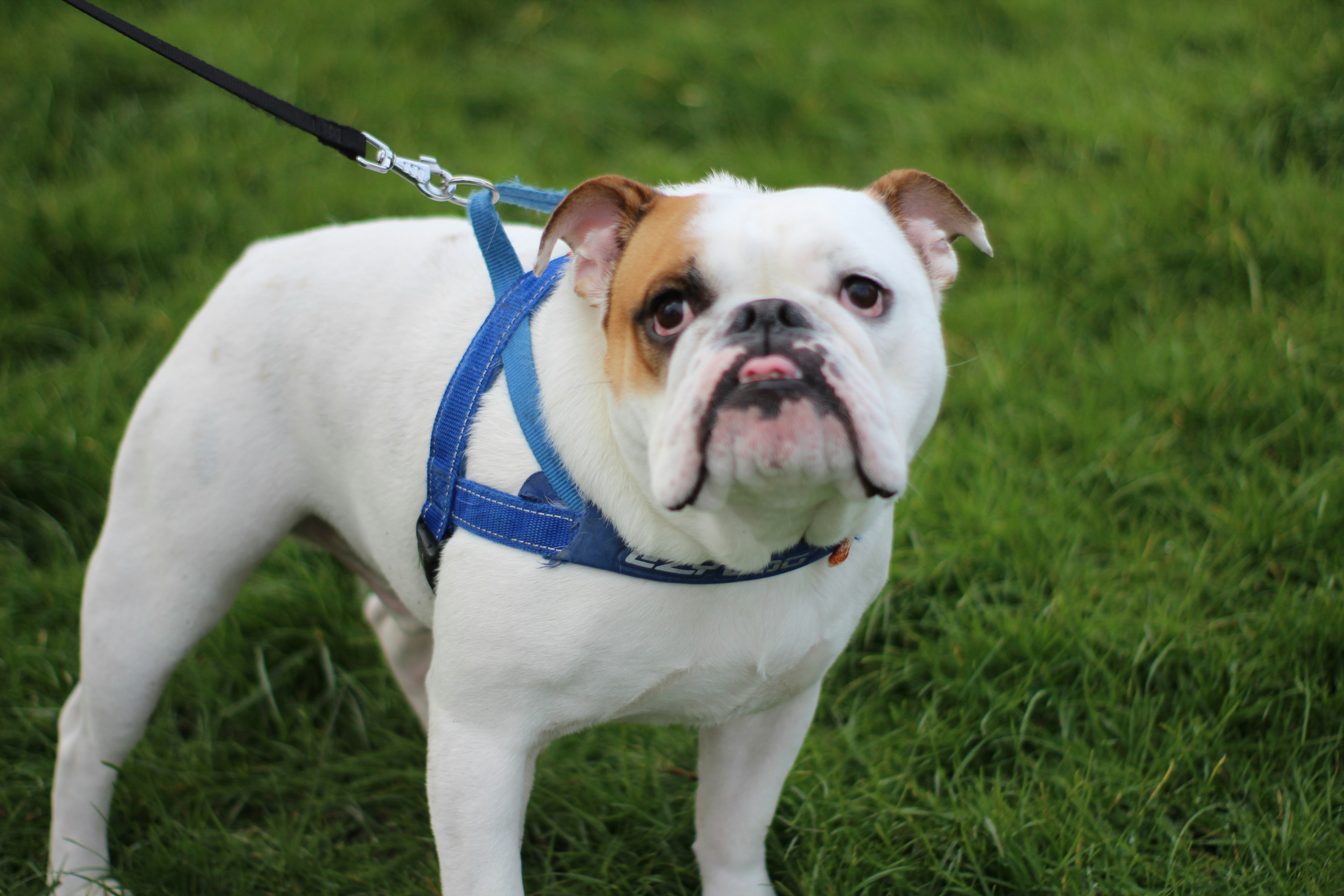 Perfect Harness for Your Bulldog A Comprehensive Guide
