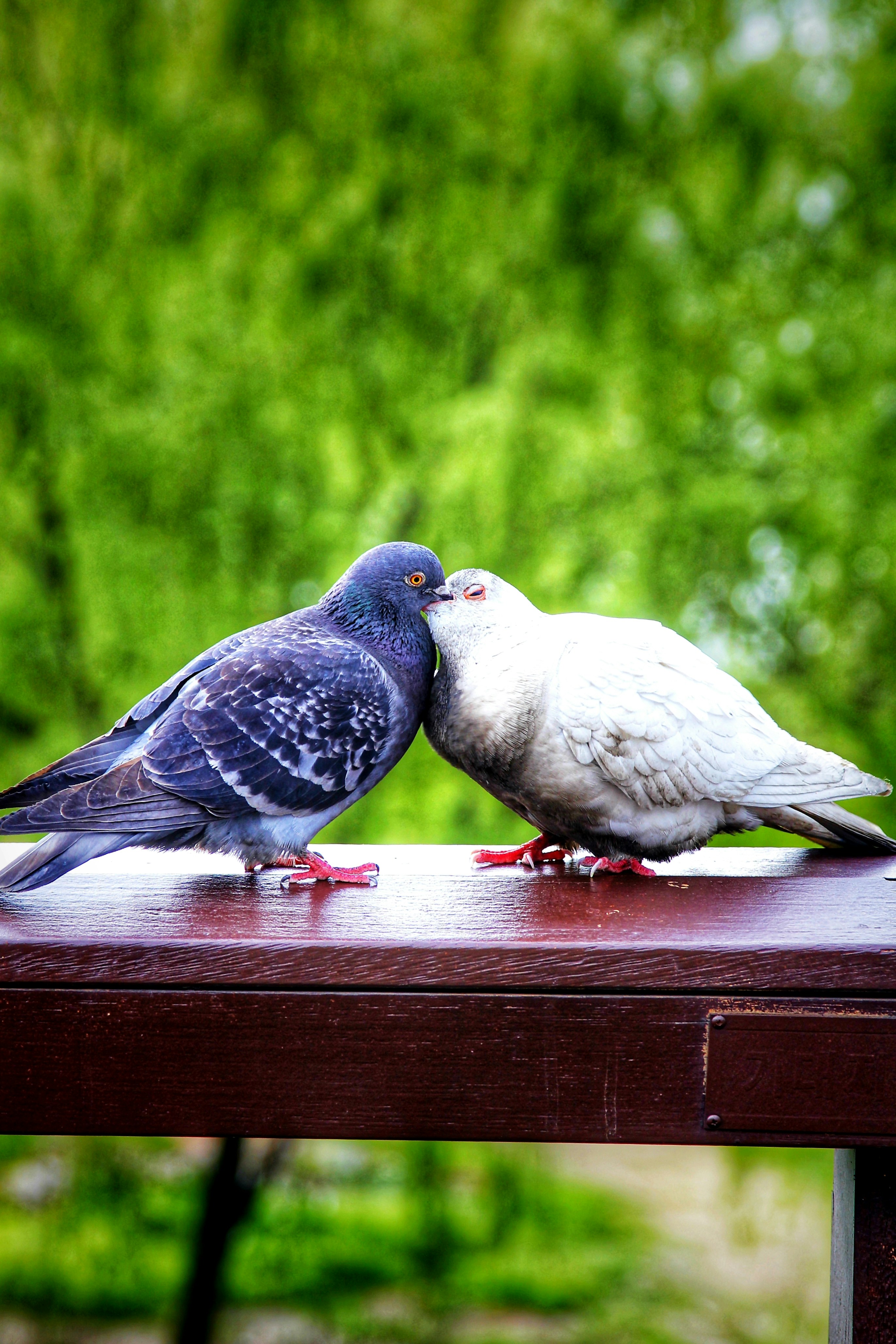 Couple Whatsapp Dp Love Wallpaper Hd For Mobile Free
