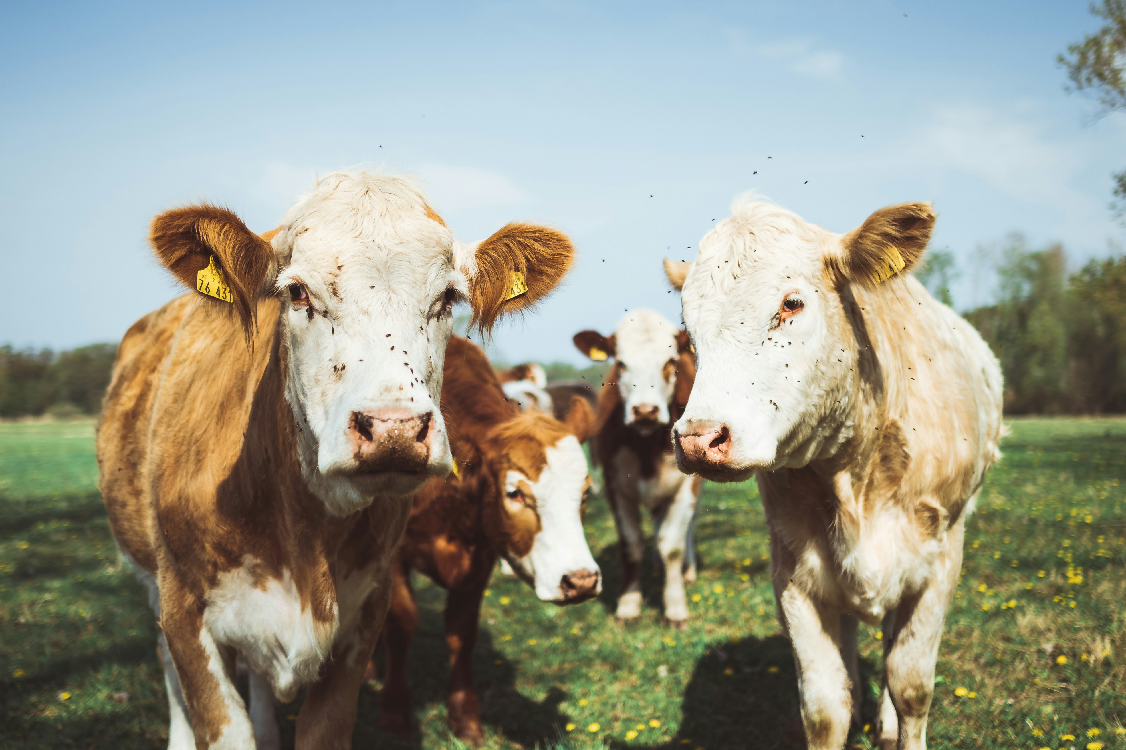 Cows give more milk when listening to music.