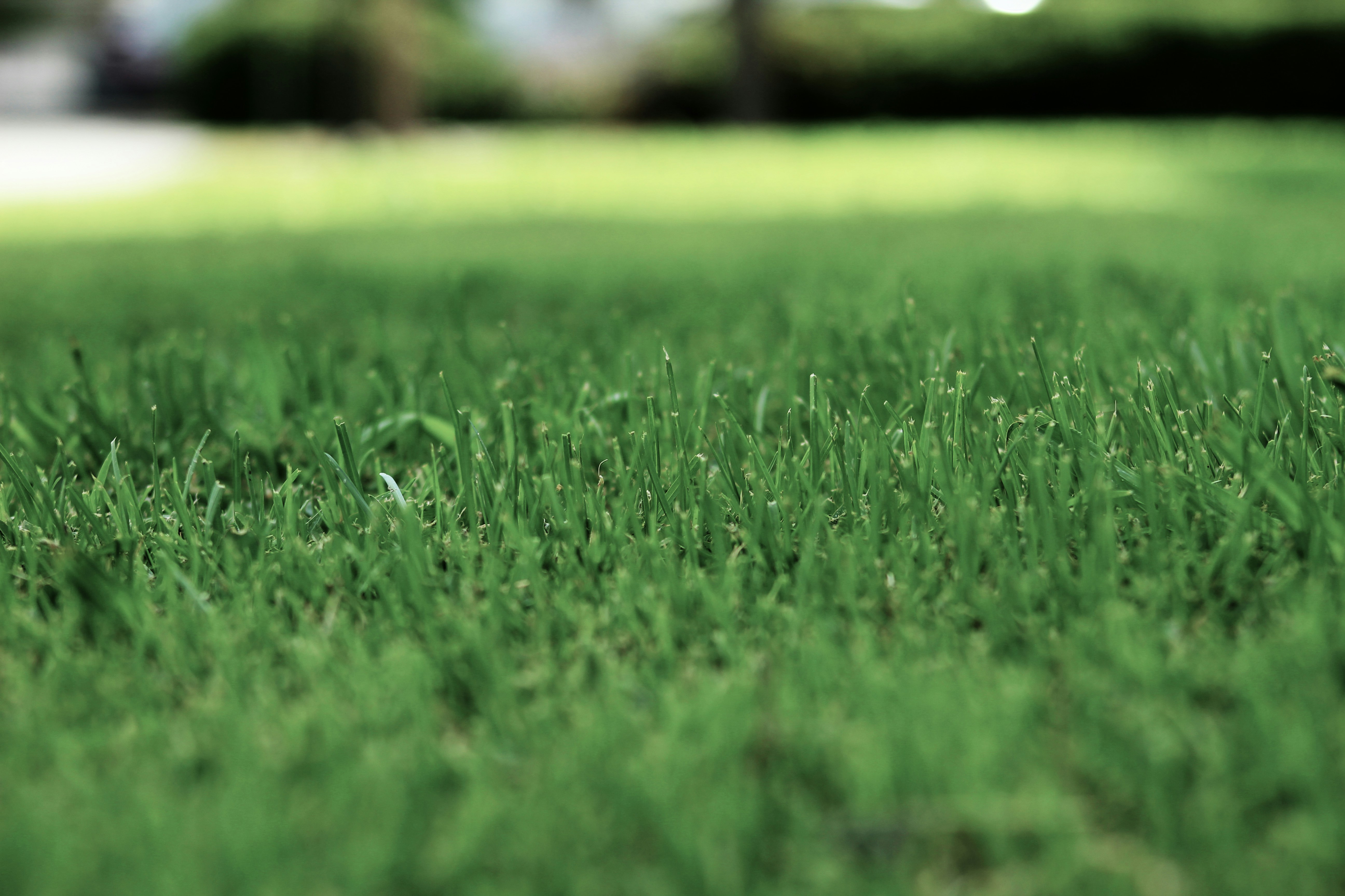 How to get rid of nightcrawlers in your lawn Bliss Shine