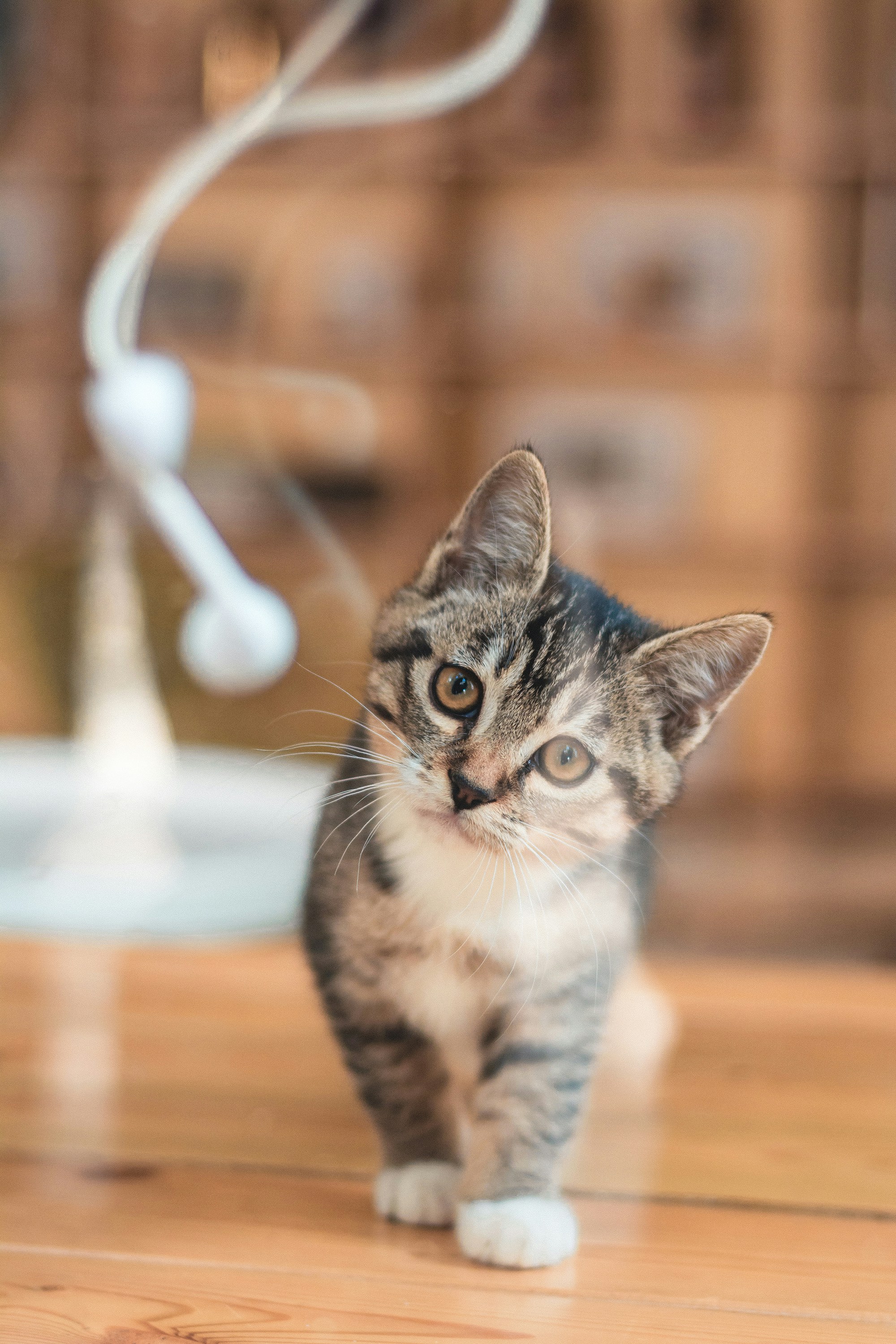 grey tabby kitten photo Free Abyssinian Image on Unsplash