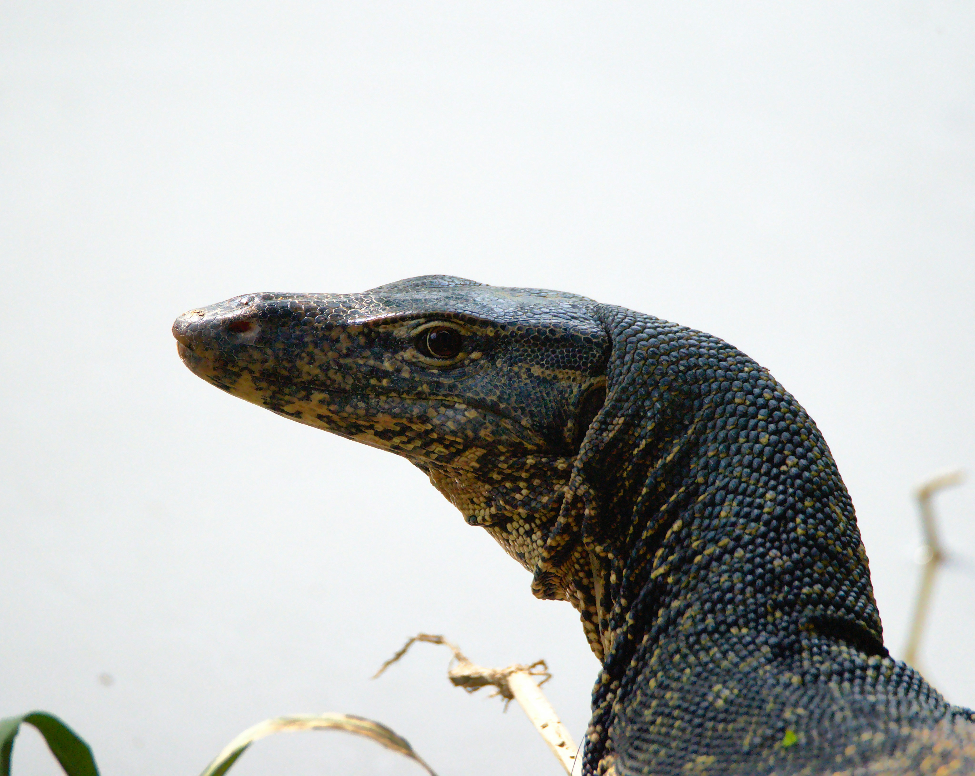 black komodo dragon photo Free Animal Image on Unsplash