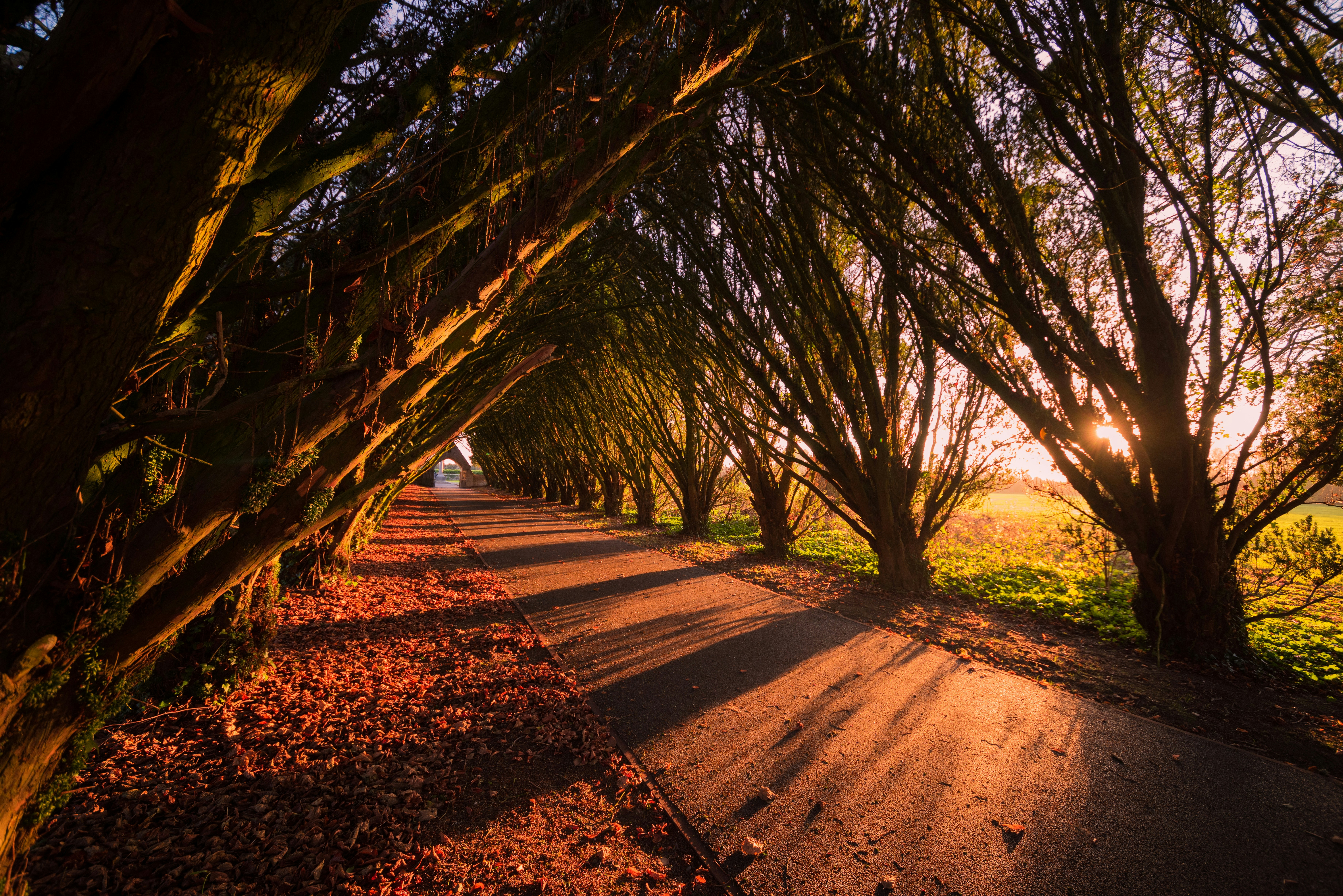 木々の間の道の写真 Unsplashで見つけるメイヌース大学の無料写真