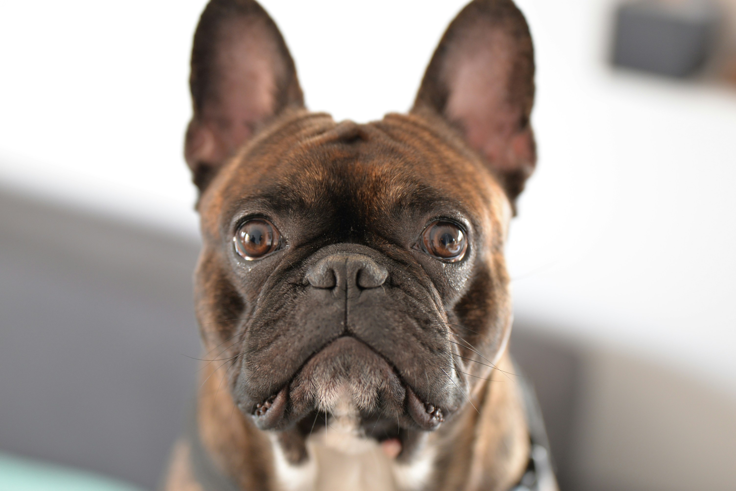 The Ultimate Guide to the Best Dog Food for Frenchies