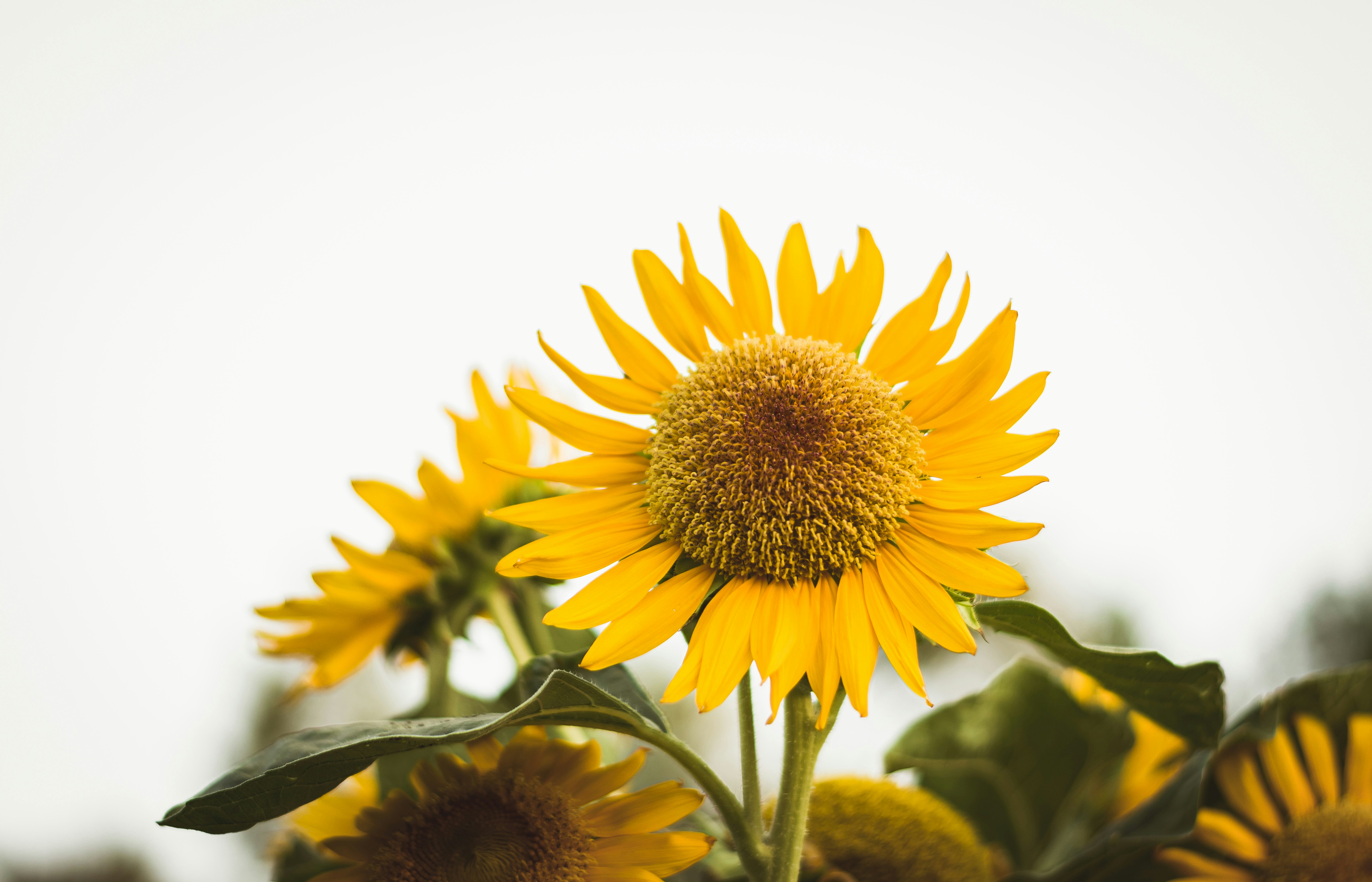 Sunflowers in bloom photo Free Ahvaz Image on Unsplash