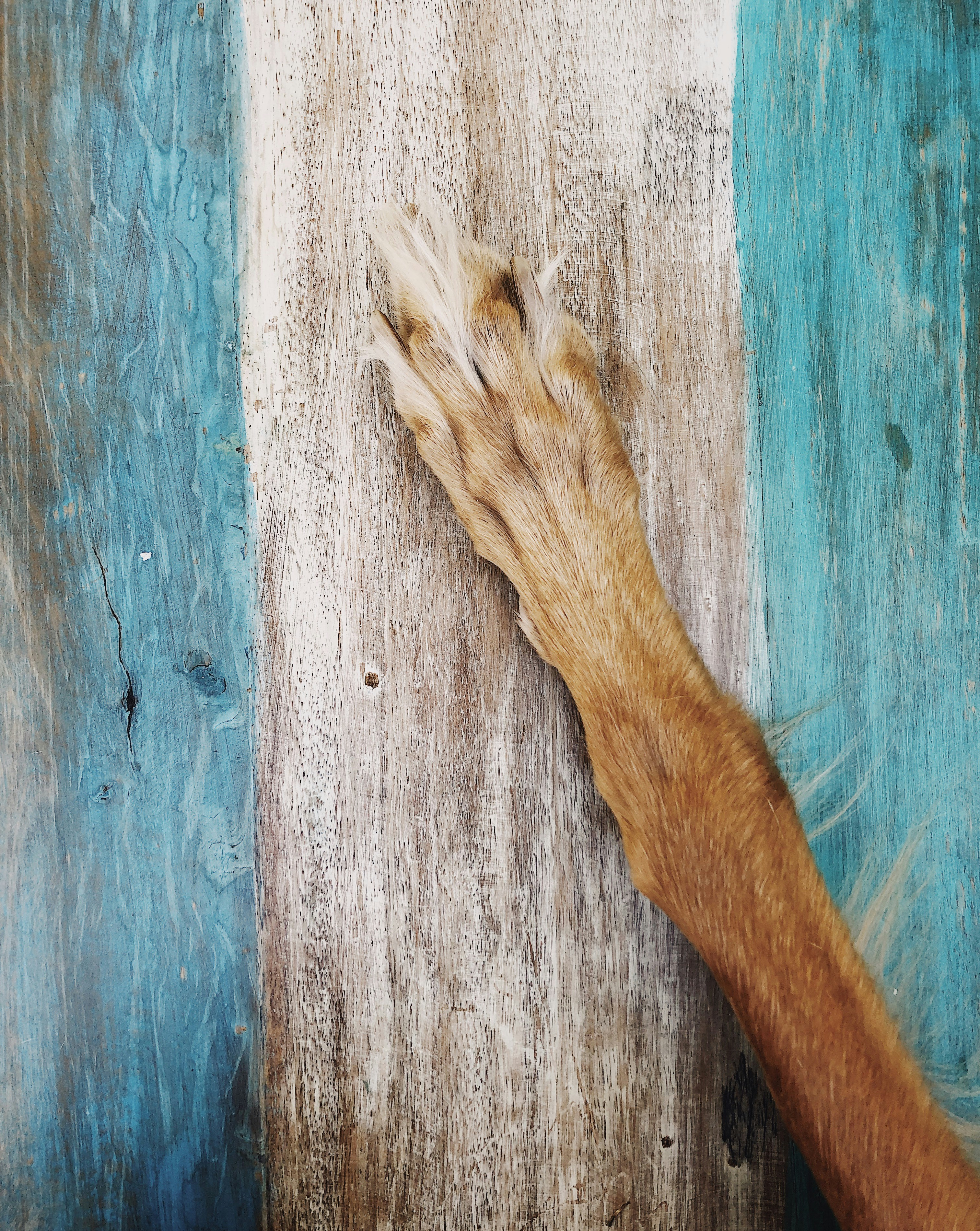 brown dog foot photo Free Wood Image on Unsplash